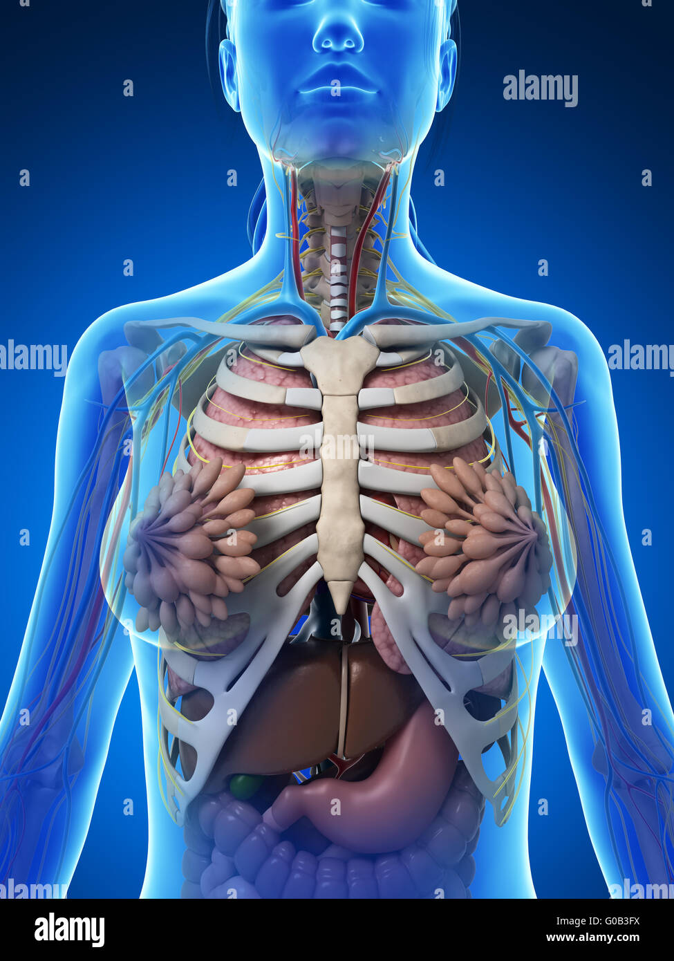 3d reso illustrazione dell'anatomia femminile Foto Stock