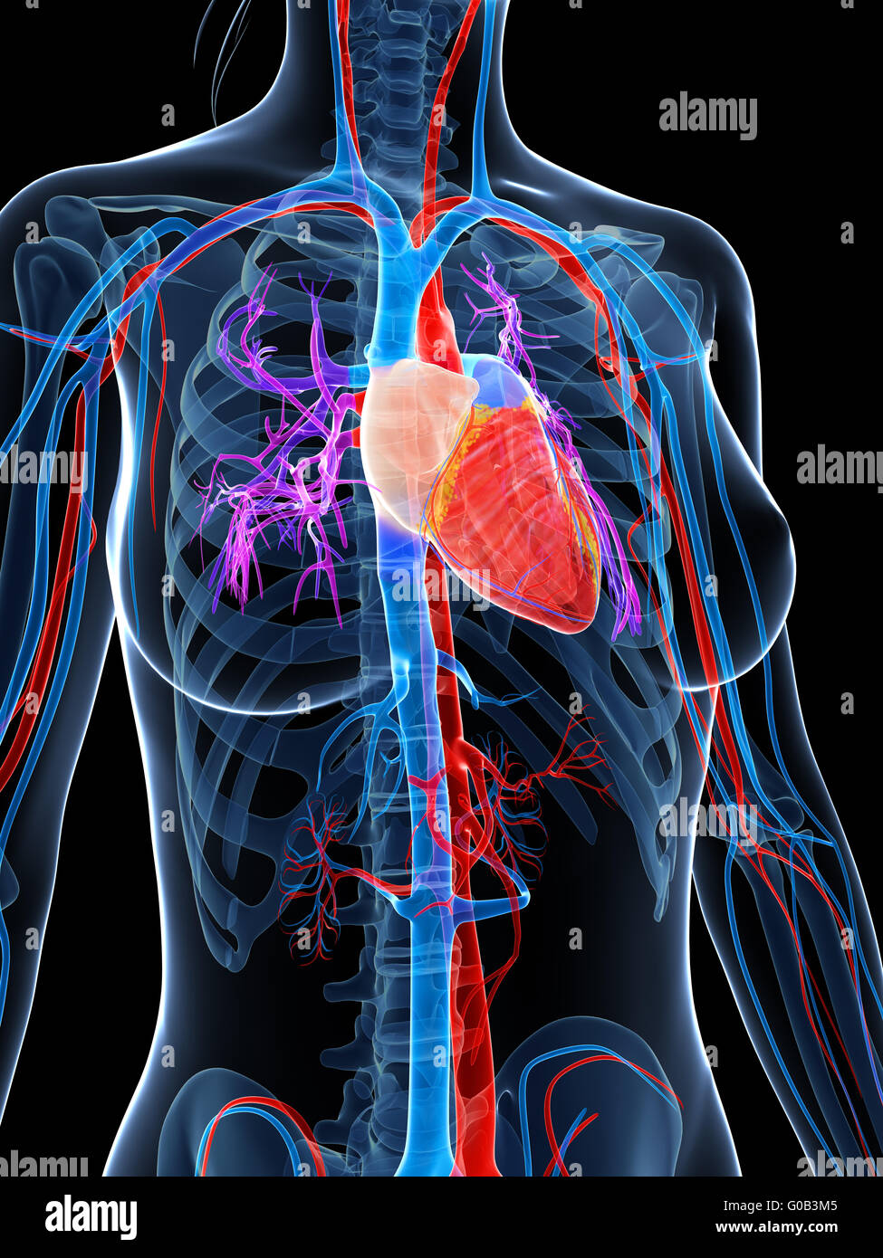 3d reso illustrazione della femmina del sistema vascolare Foto Stock