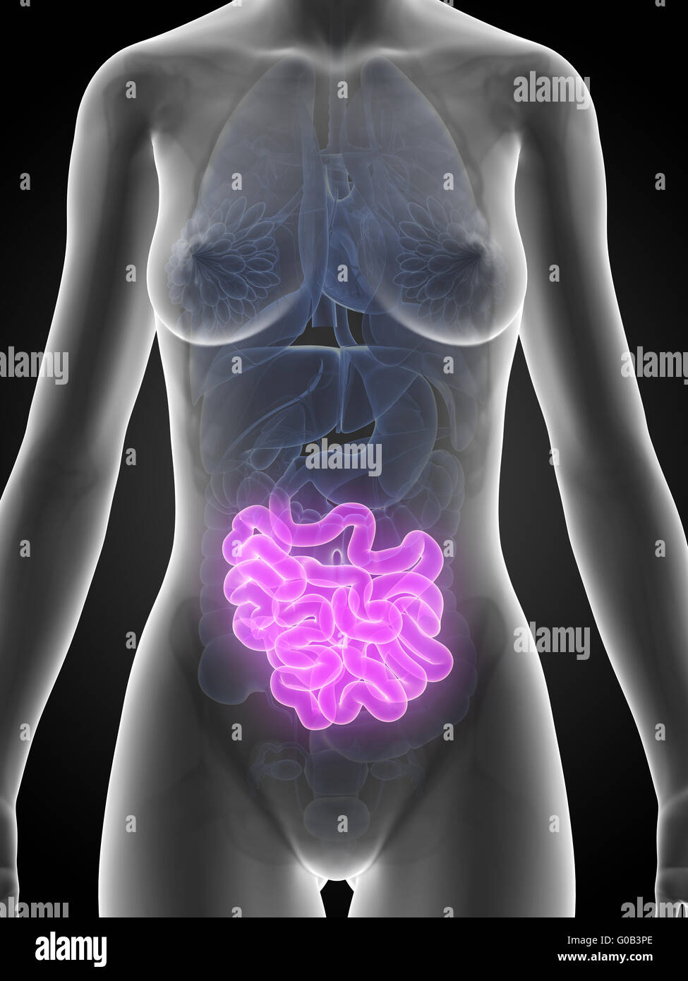 3d reso illustrazione dell'anatomia femminile - intestino Foto Stock