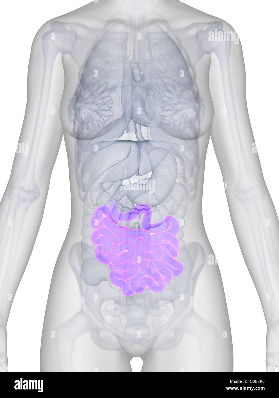 3d reso illustrazione dell'anatomia femminile - intestino Foto Stock