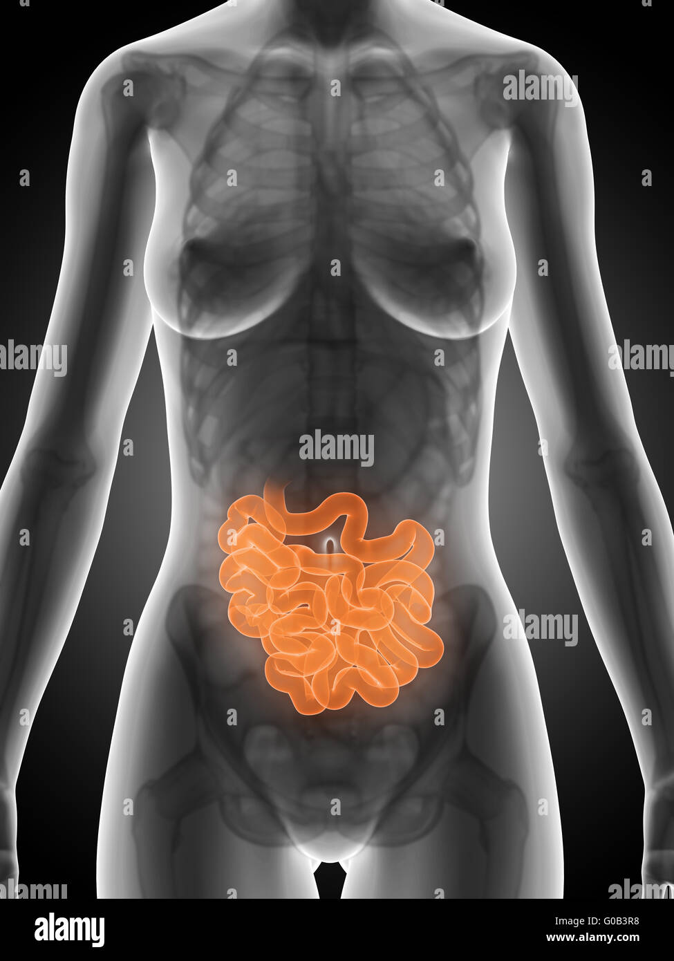 3d reso illustrazione dell'anatomia femminile - intestino Foto Stock
