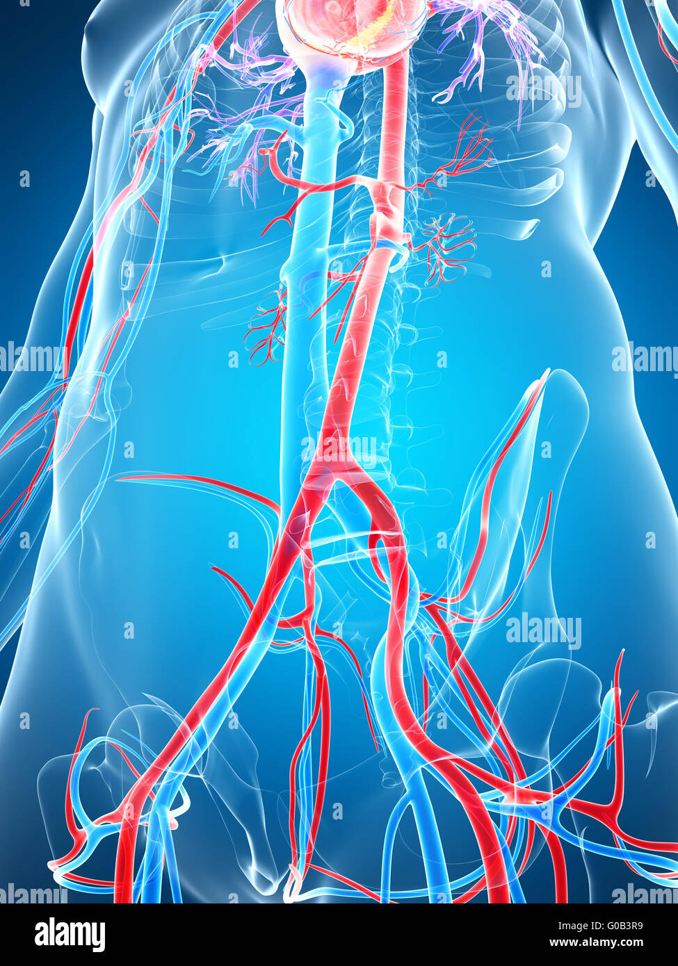 3d reso illustrazione del sistema vascolare umano Foto Stock