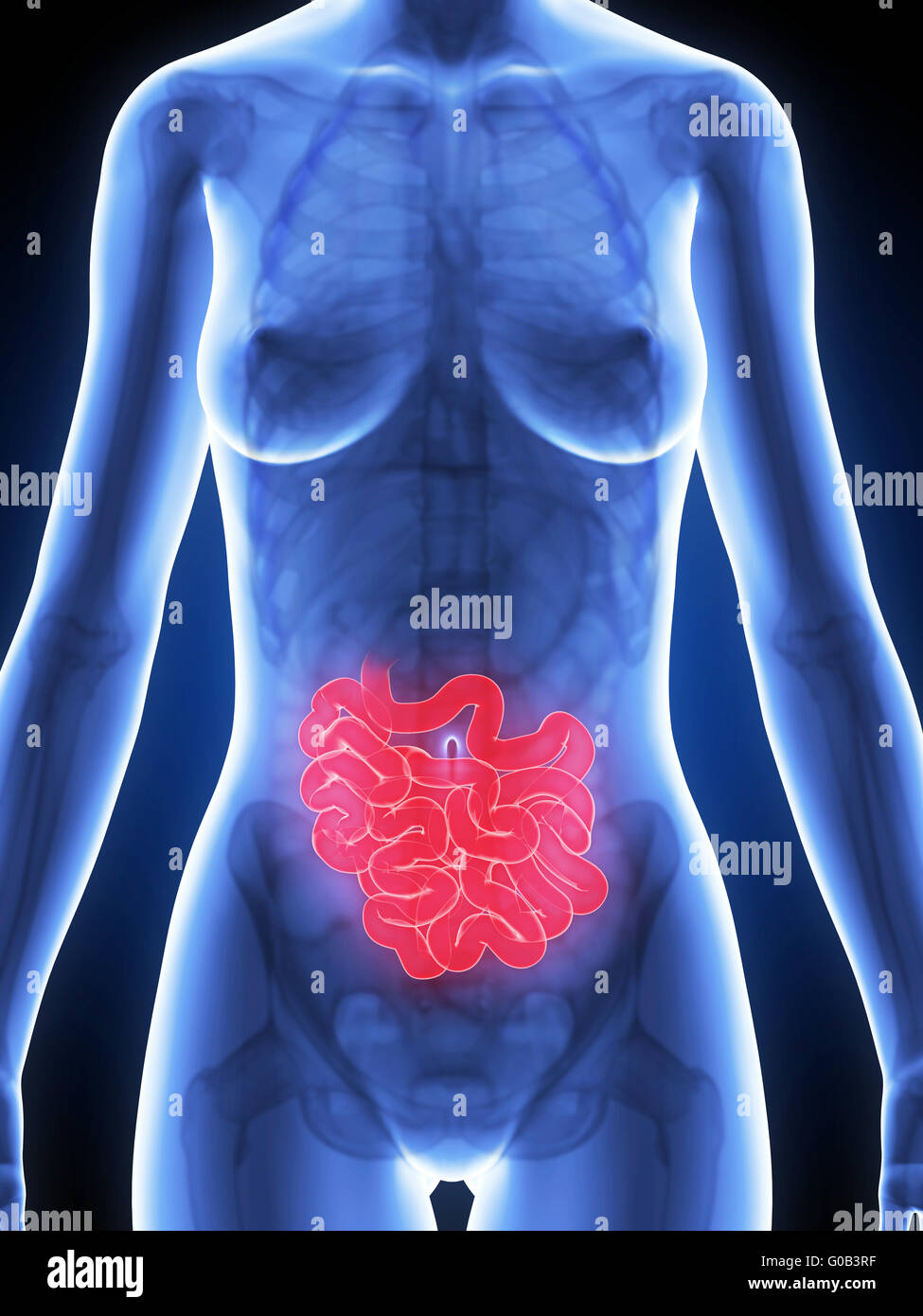 3d reso illustrazione dell'anatomia femminile - intestino Foto Stock