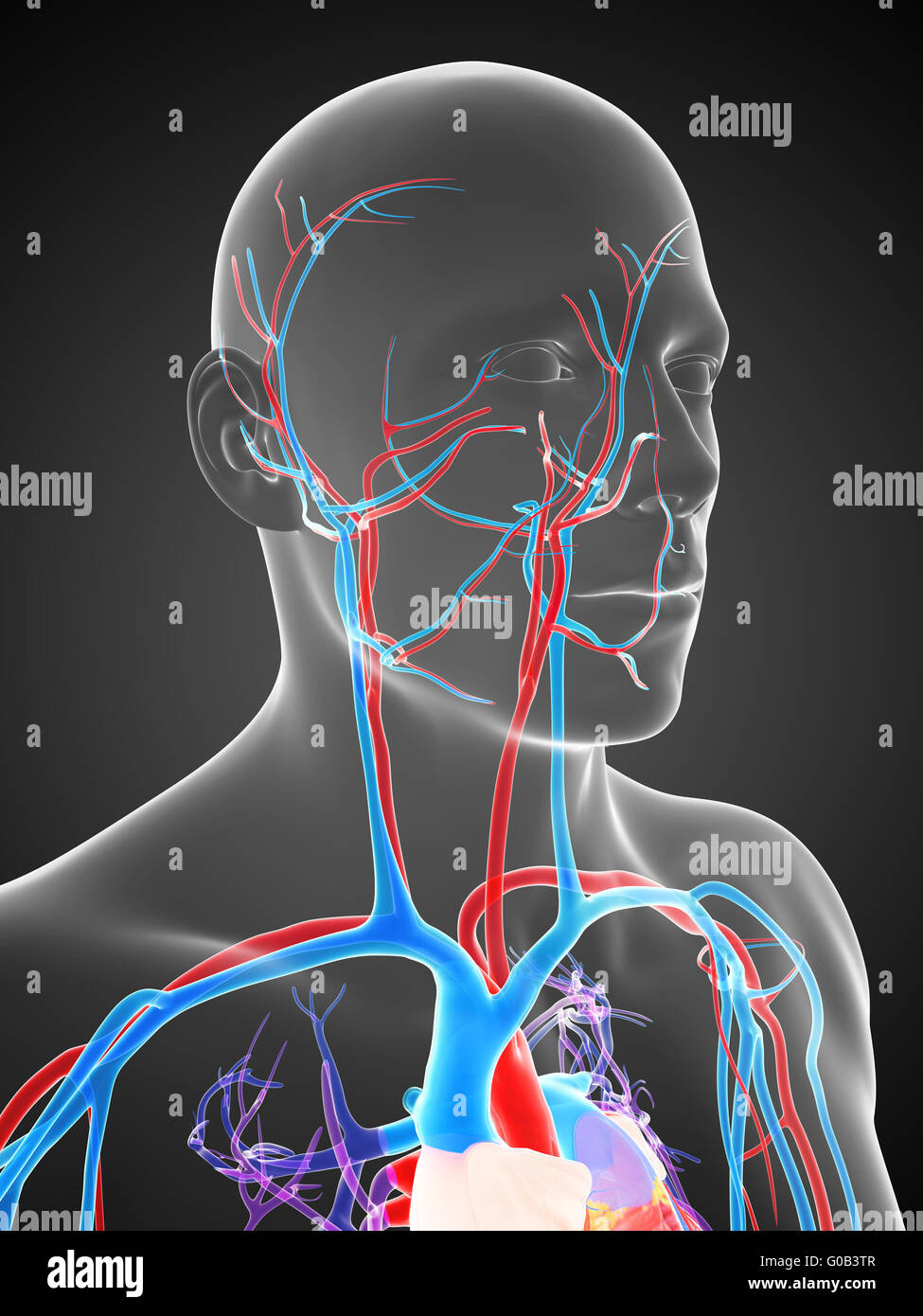 3d reso illustrazione del sistema vascolare umano Foto Stock