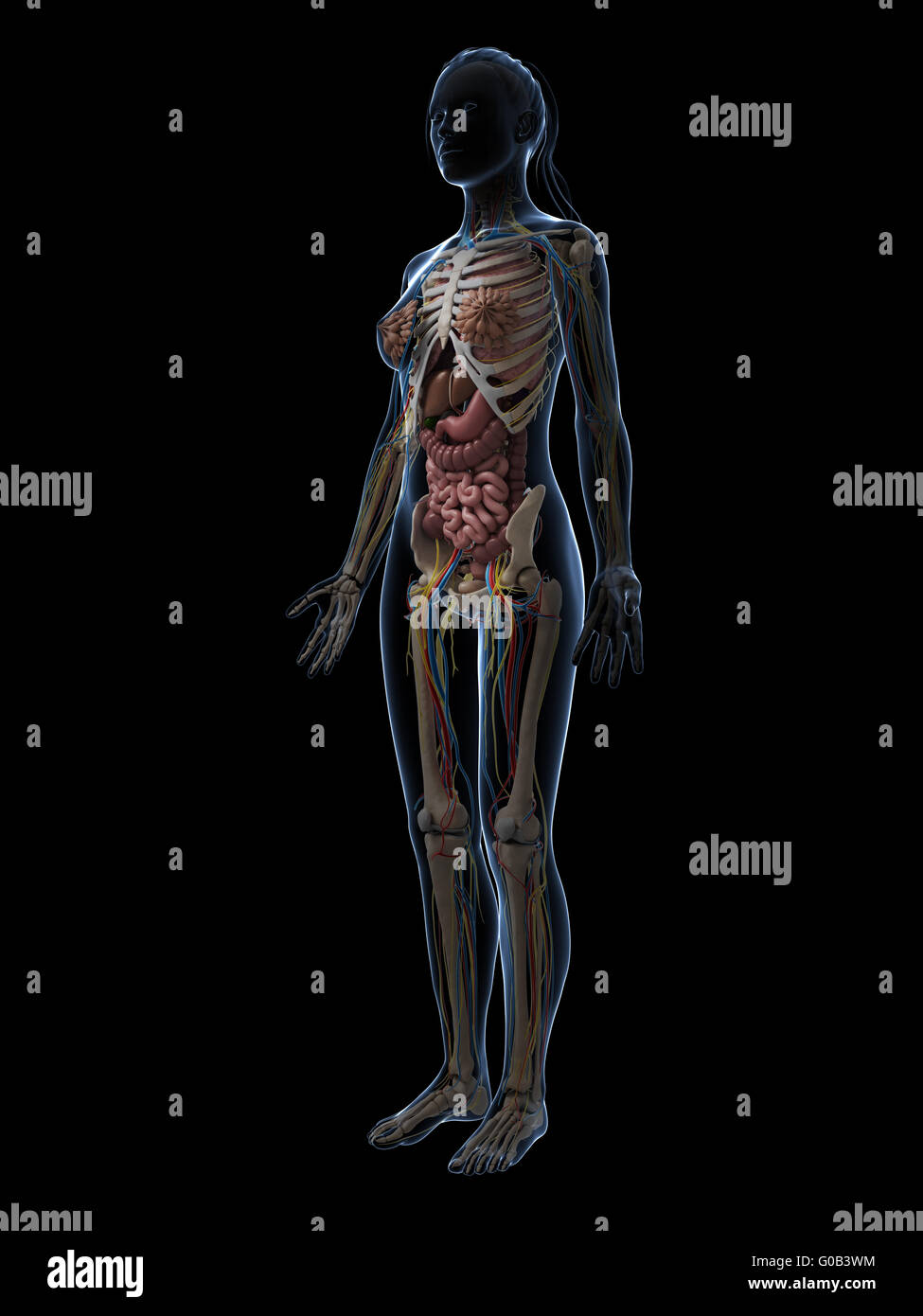 3d reso illustrazione dell'anatomia femminile Foto Stock