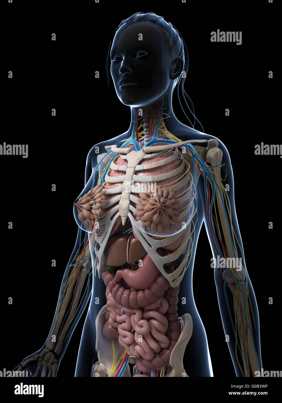 3d reso illustrazione dell'anatomia femminile Foto Stock