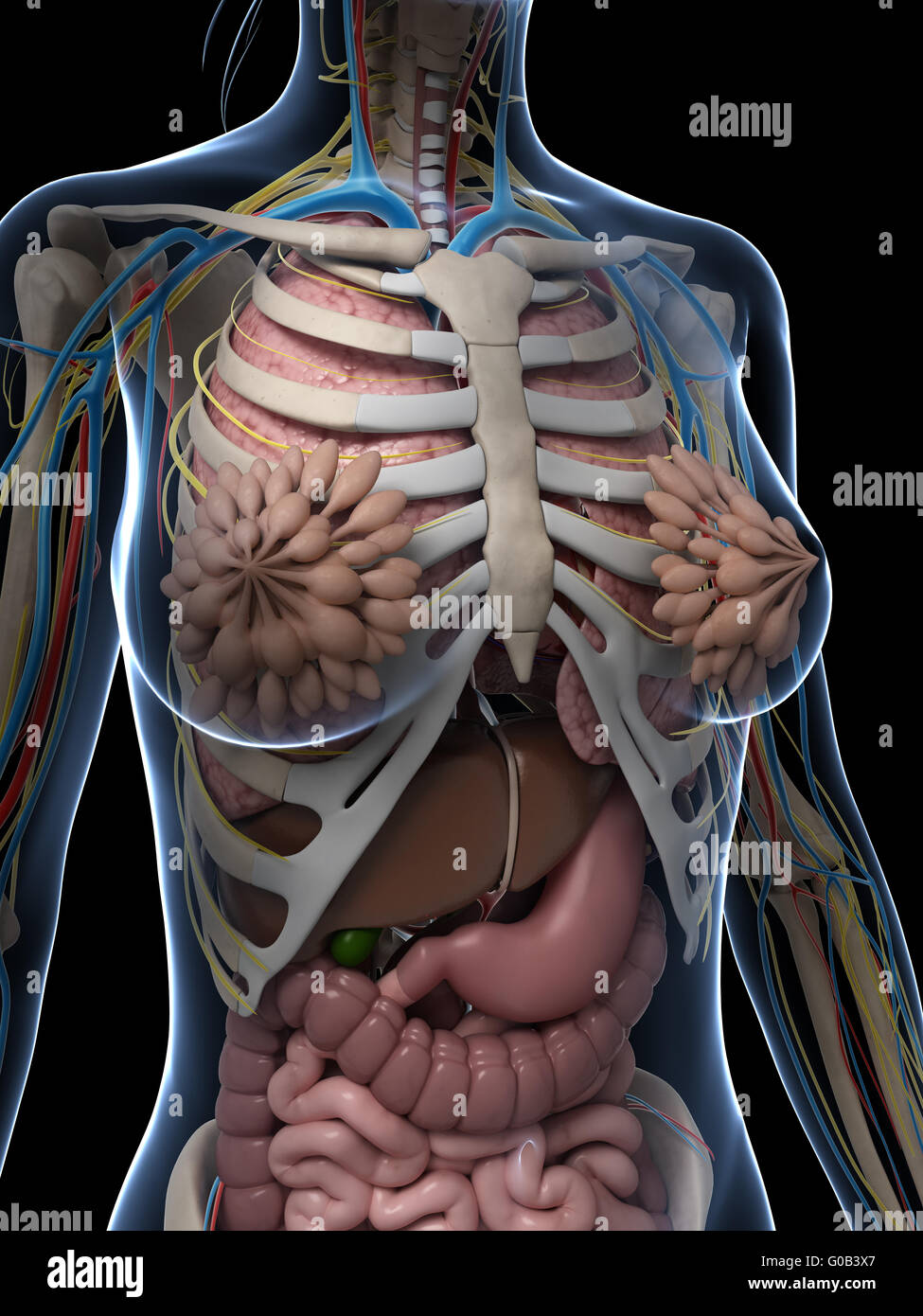 3d reso illustrazione dell'anatomia femminile Foto Stock