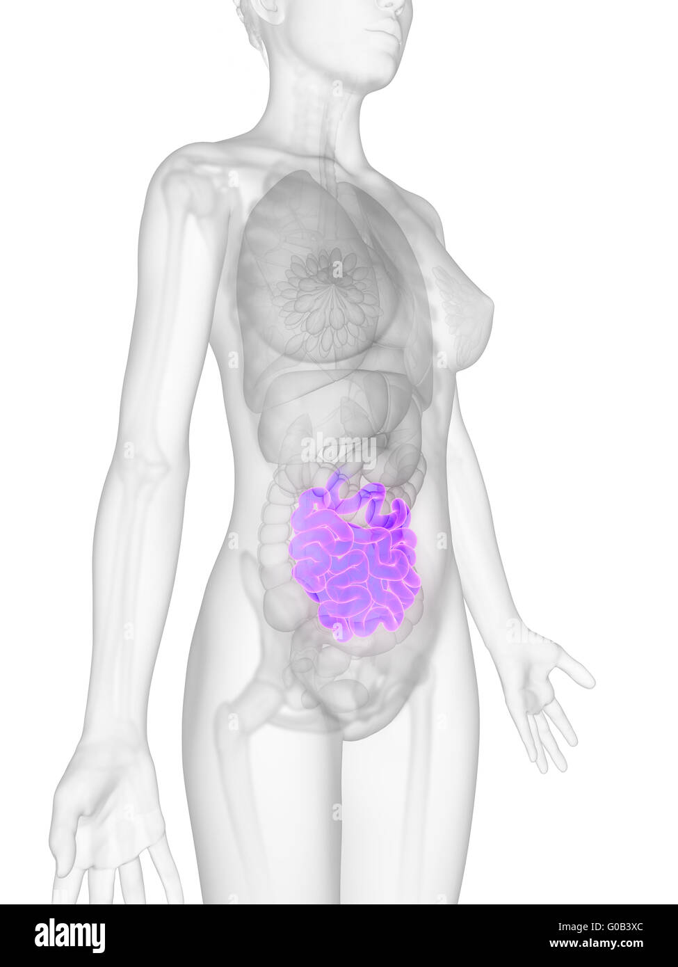 3d reso illustrazione dell'anatomia femminile - intestino Foto Stock