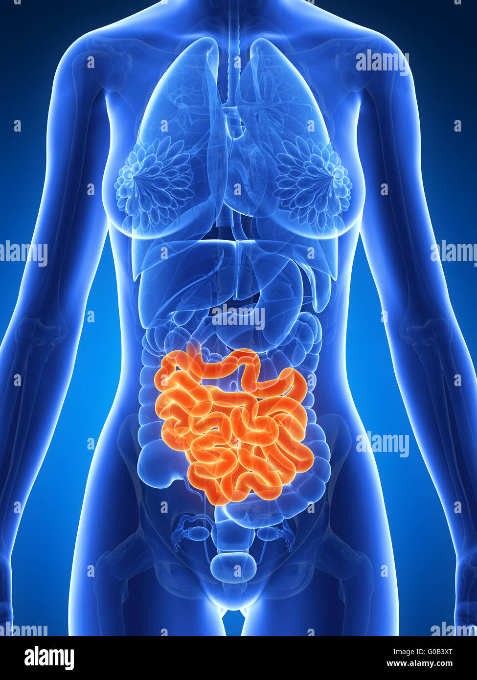 3d reso illustrazione dell'anatomia femminile - intestino Foto Stock