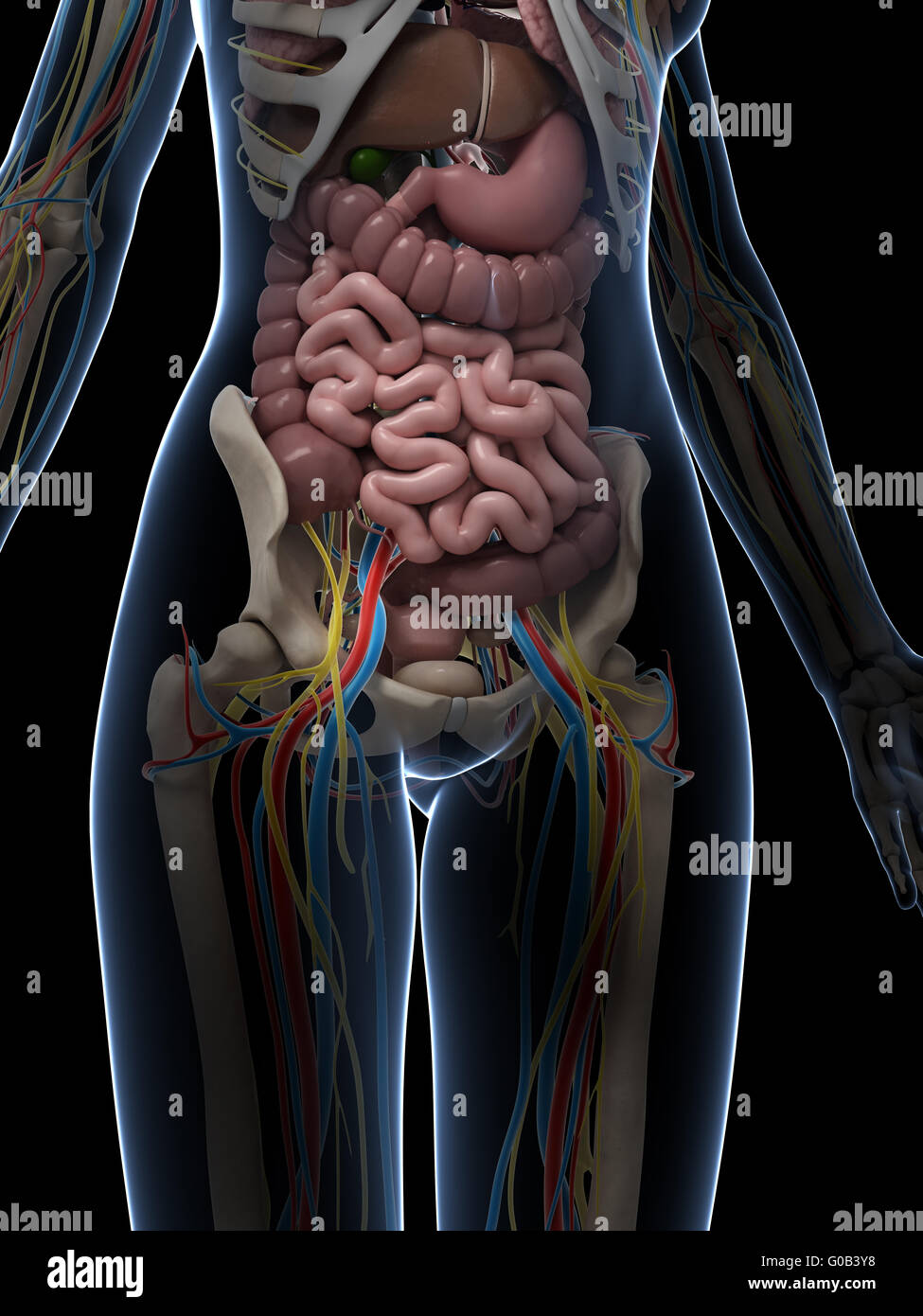 3d reso illustrazione dell'anatomia femminile Foto Stock