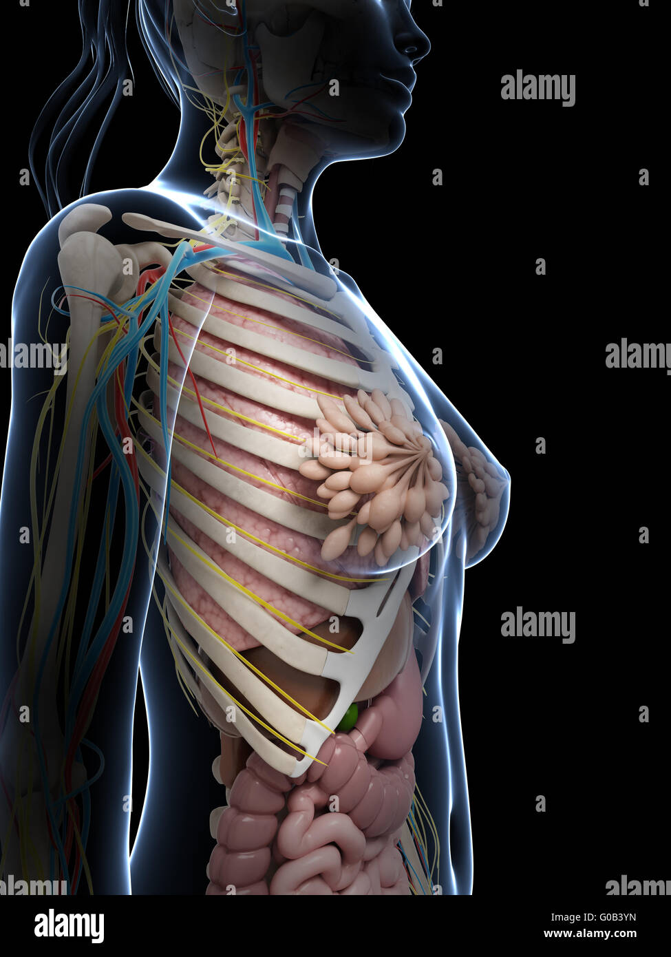 3d reso illustrazione dell'anatomia femminile Foto Stock