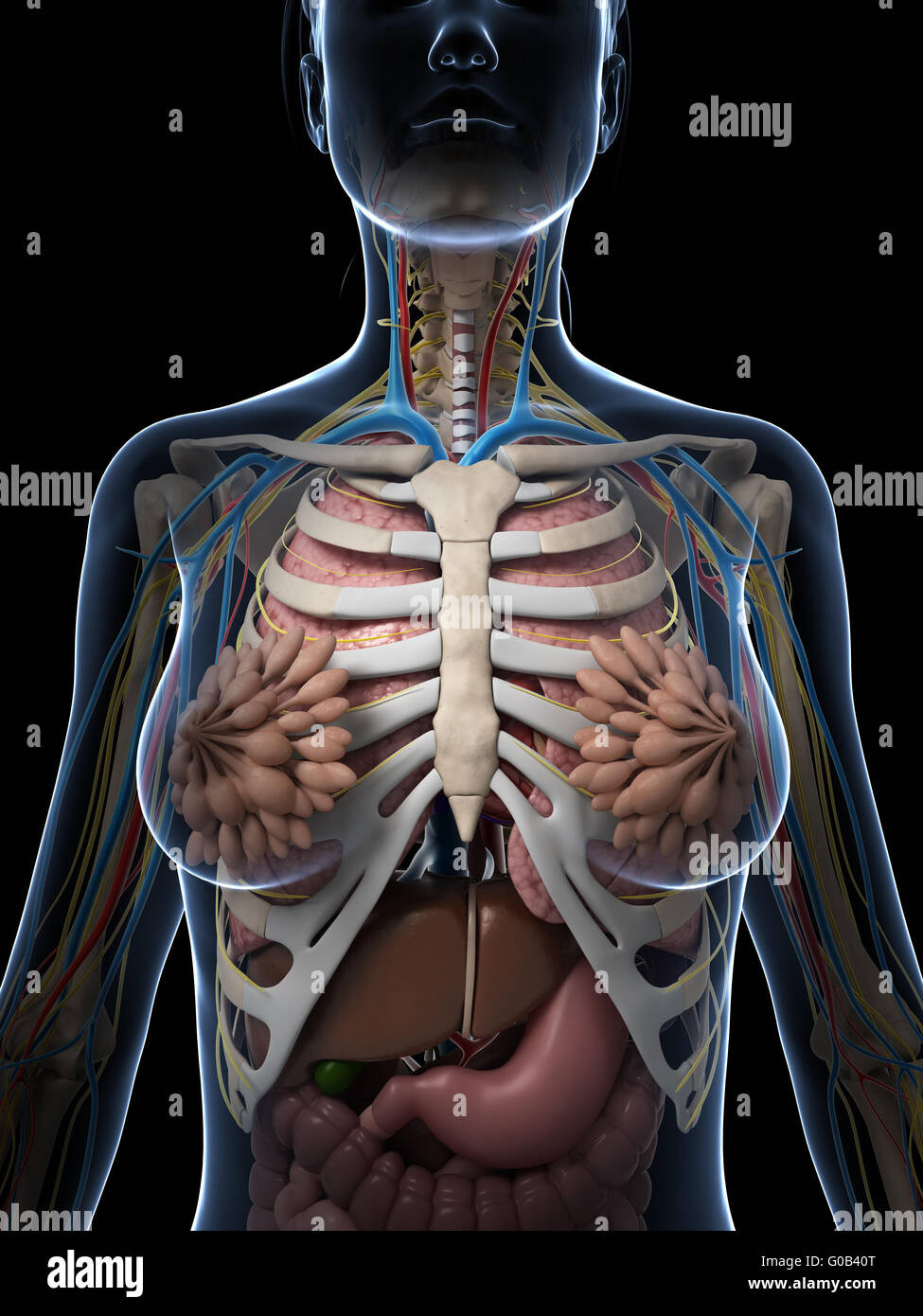 3d reso illustrazione dell'anatomia femminile Foto Stock