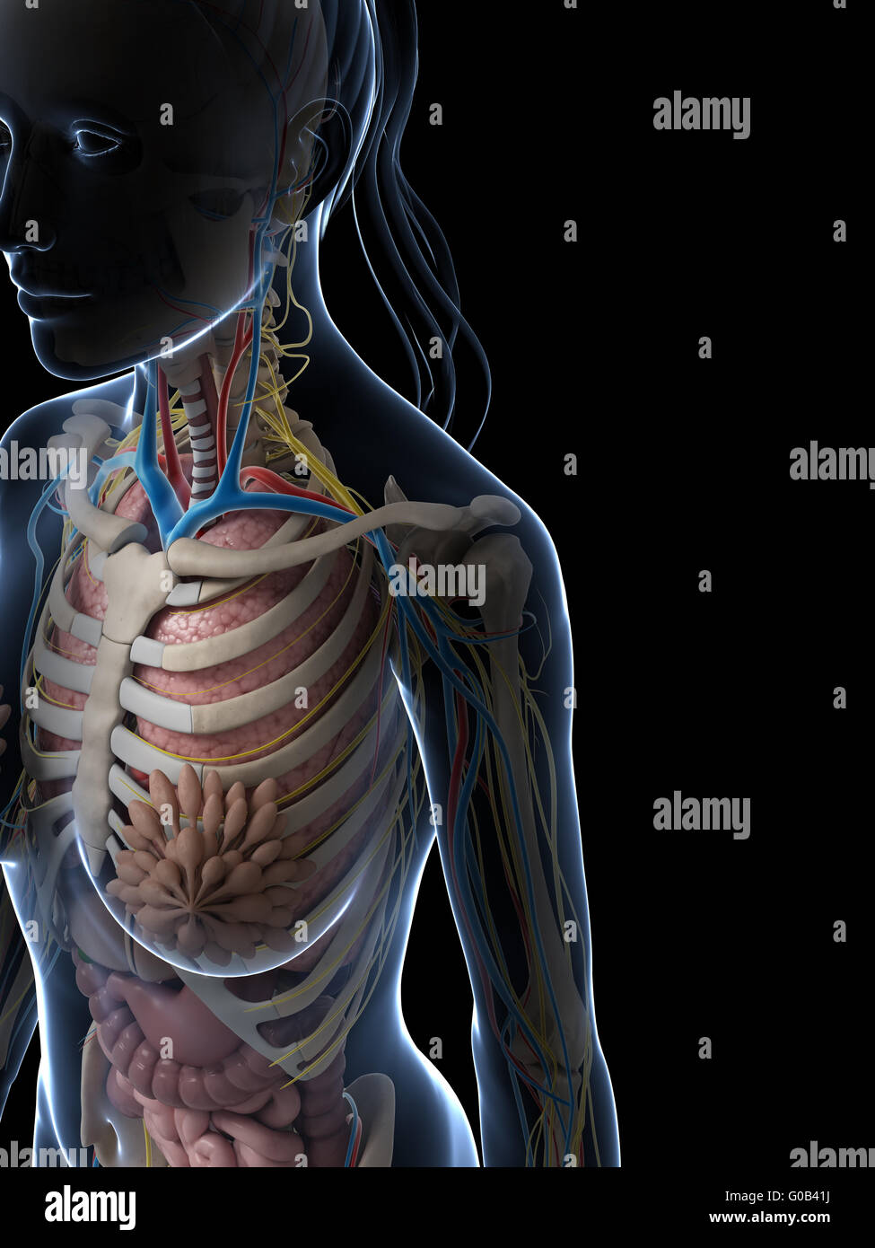 3d reso illustrazione dell'anatomia femminile Foto Stock