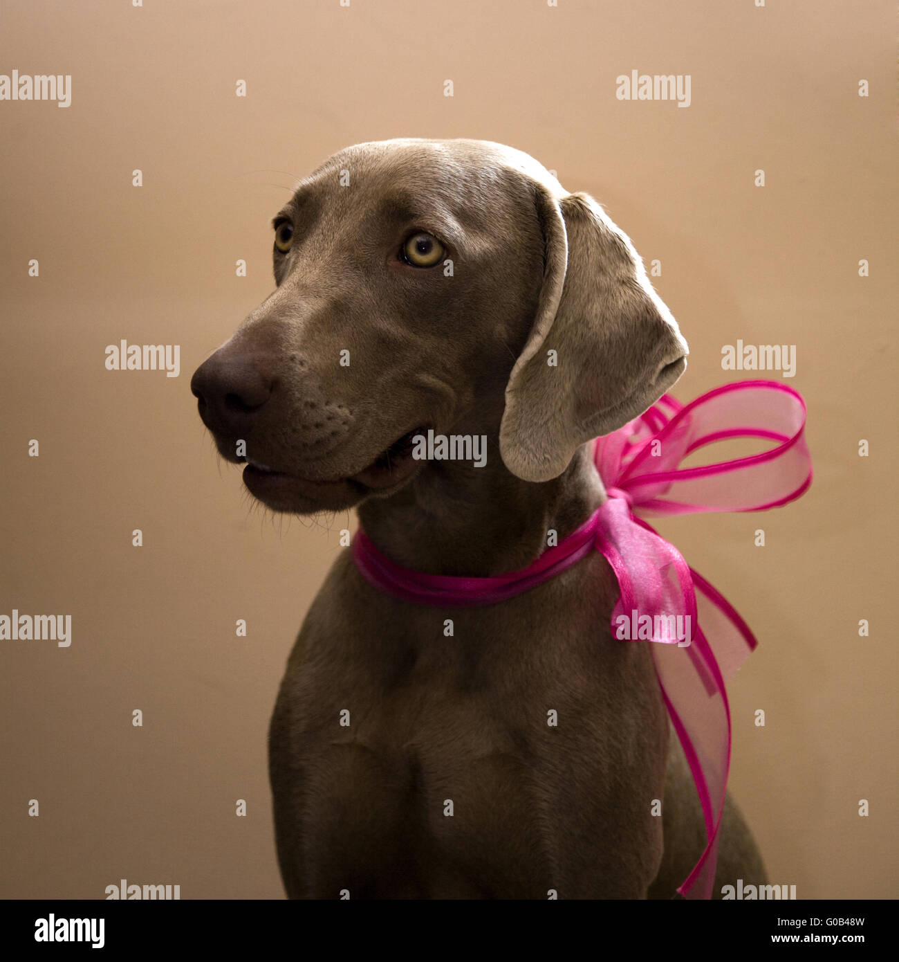 Weimaraner cane con anello rosa Foto Stock