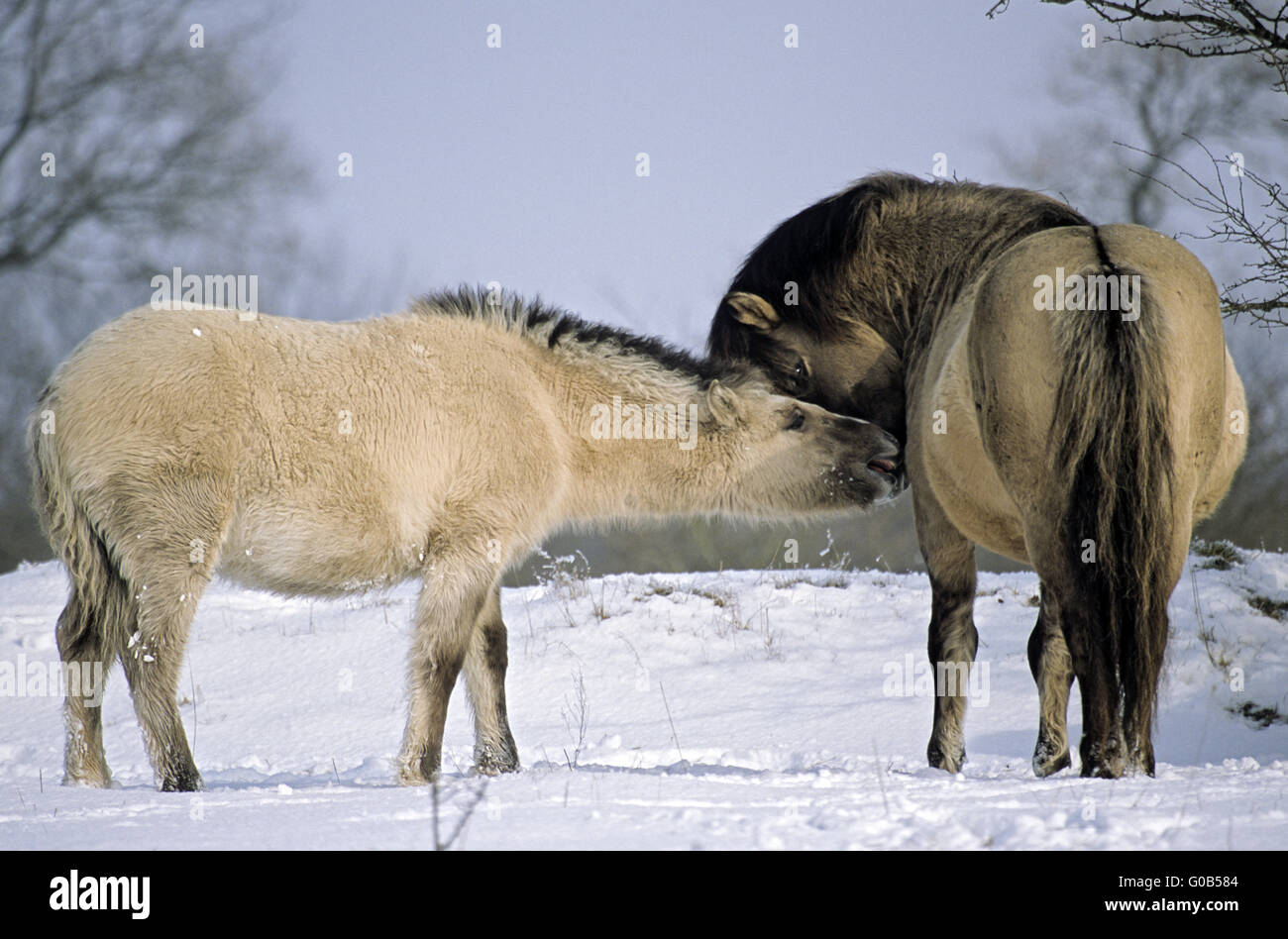 Heck stallone cavallo e puledro in inverno Foto Stock