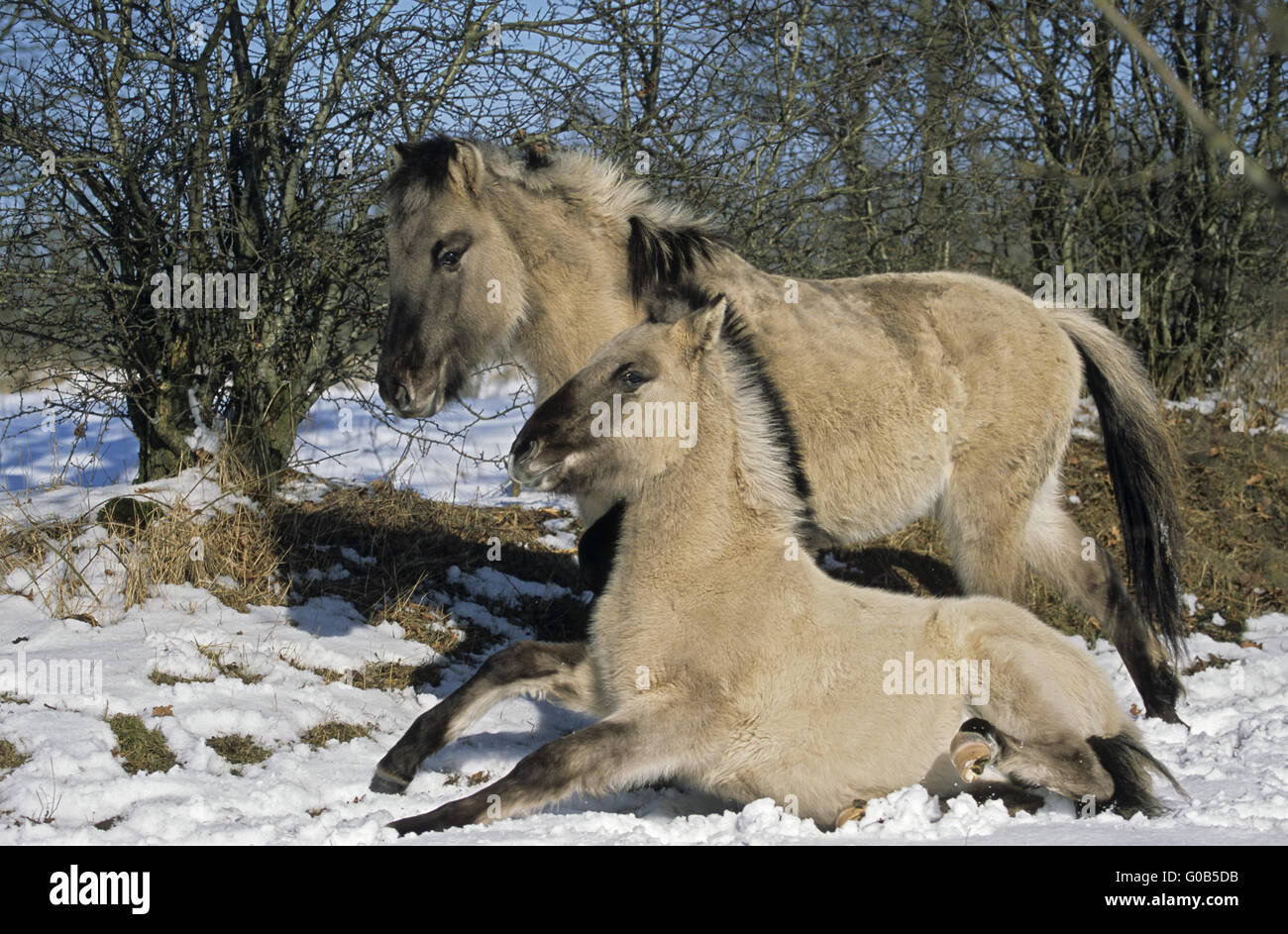 Cavallo di Heck puledro a contatto con un altro puledro Foto Stock