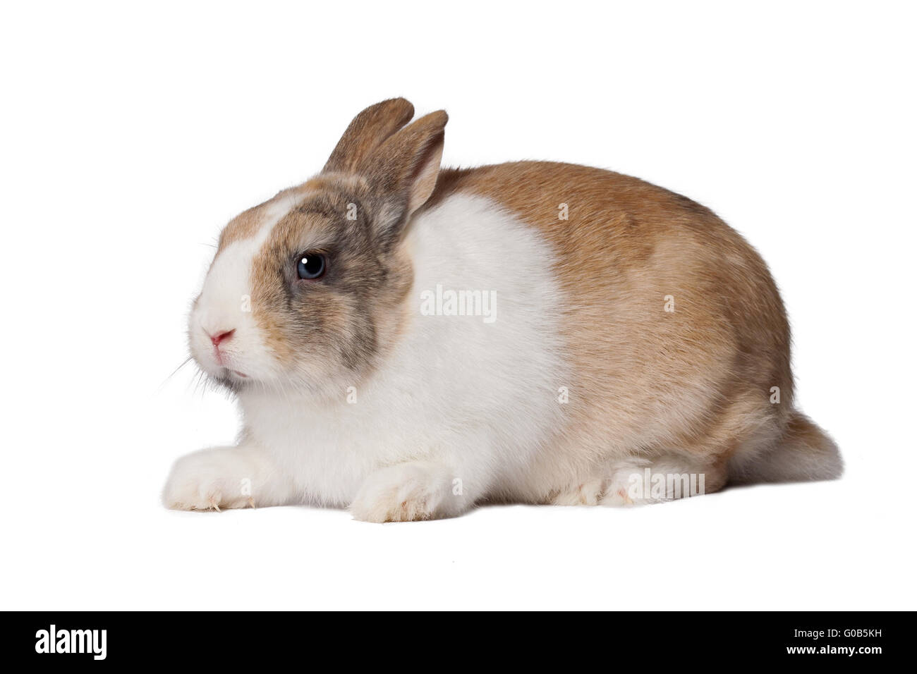 Piccolo coniglio domestico Foto Stock