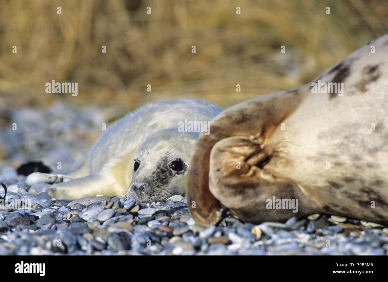 Guarnizione grigio vacca e pup sulla spiaggia Foto Stock