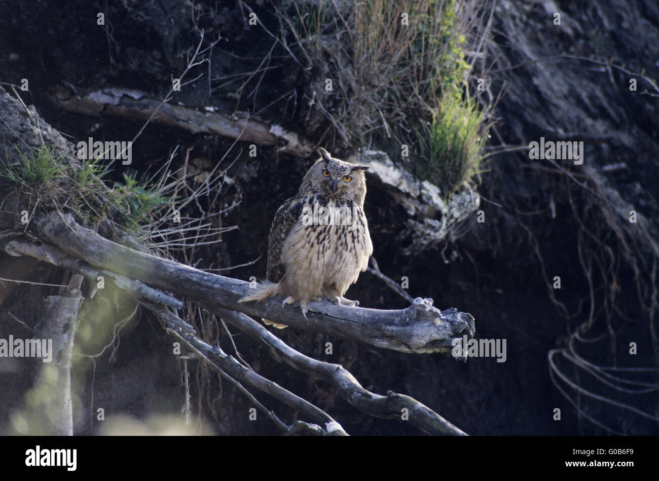 Eurasian Eagle-Owl uccello adulto cercando alert Foto Stock