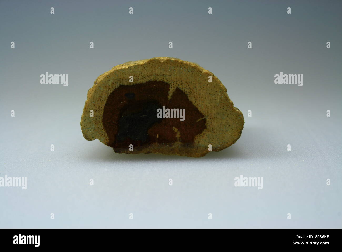 Legno pietrificato dalle Alpi Foto Stock