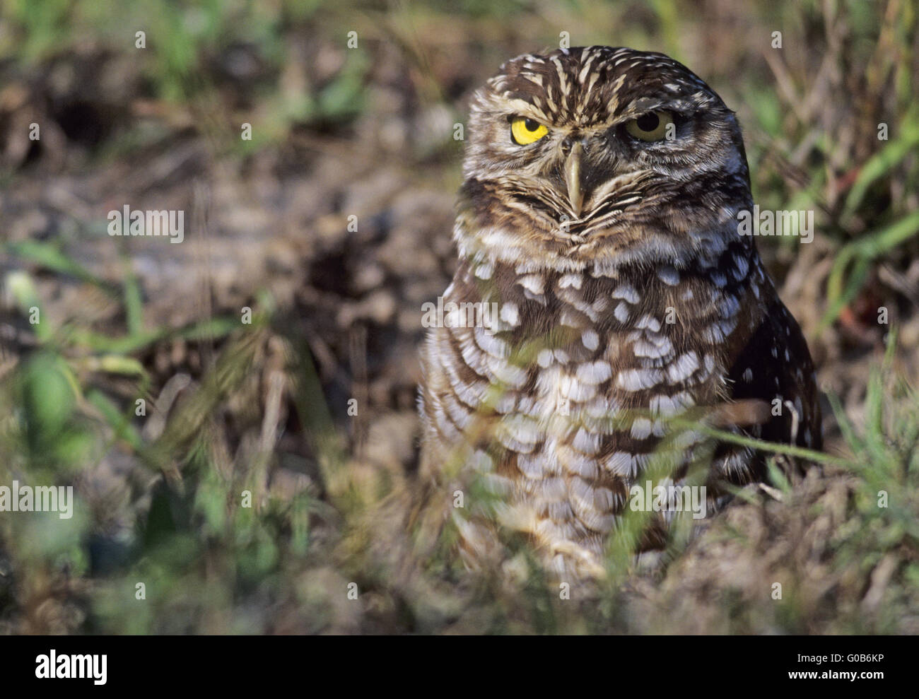 Scavando Il Gufo seduto alert nella parte anteriore del burrow Foto Stock