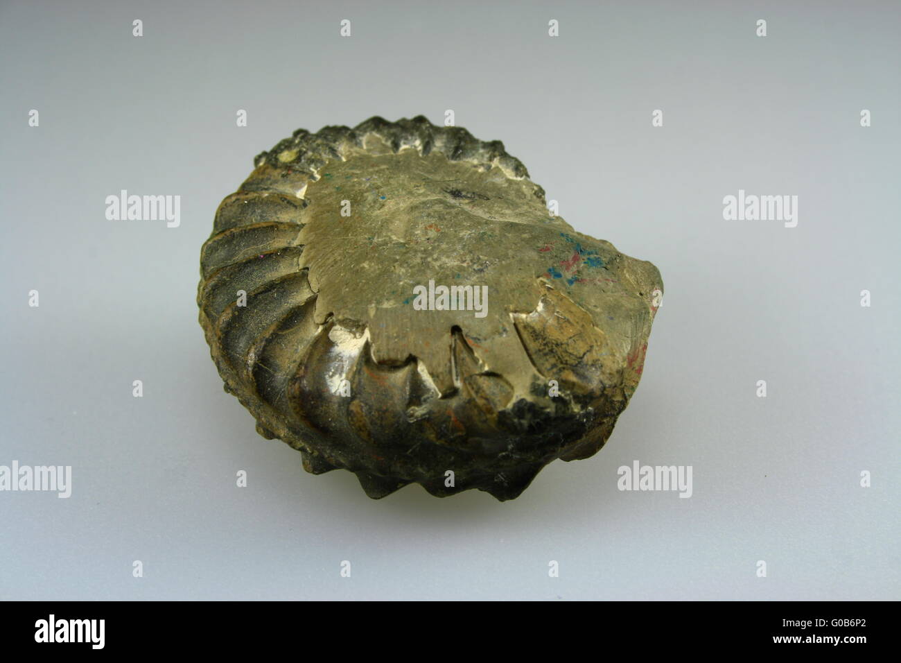 Fossil,ammonita dalle Alpi Foto Stock