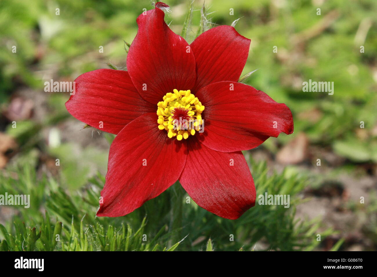 Fiore rosso, "pasque Foto Stock