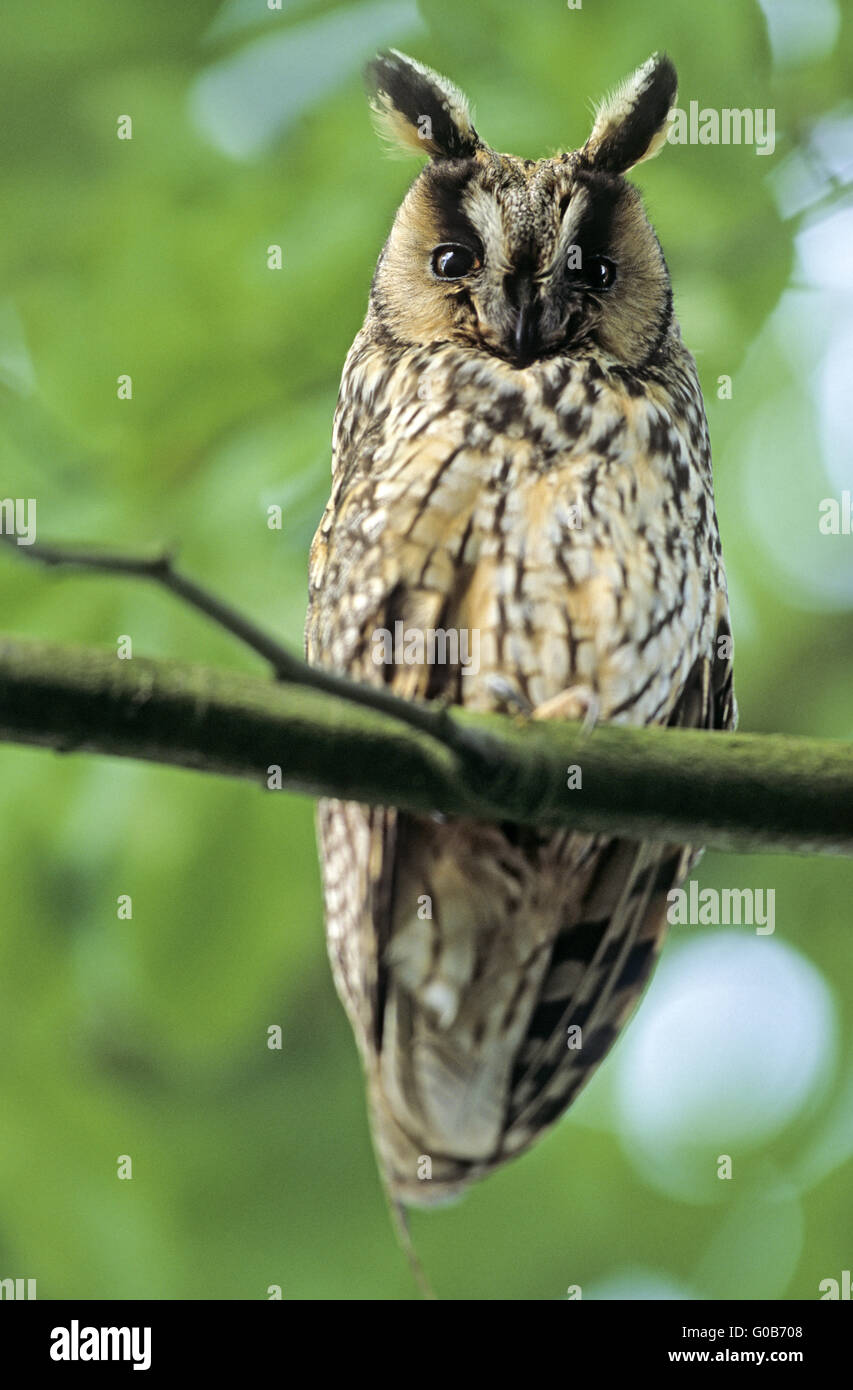 Gufo comune uccello adulto osservando la fotografia Foto Stock