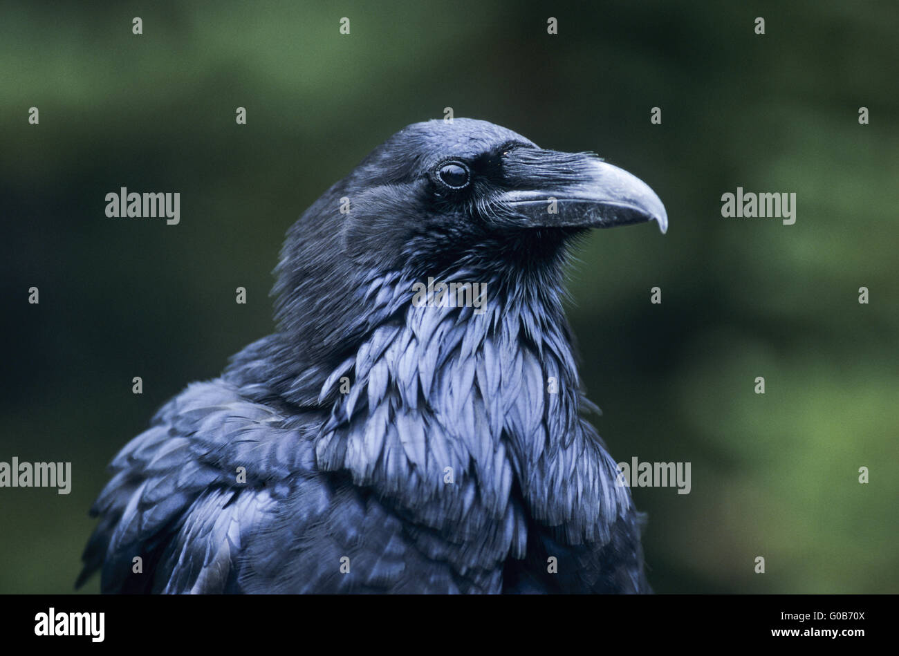 Raven comune ritratto di un uccello adulto Foto Stock