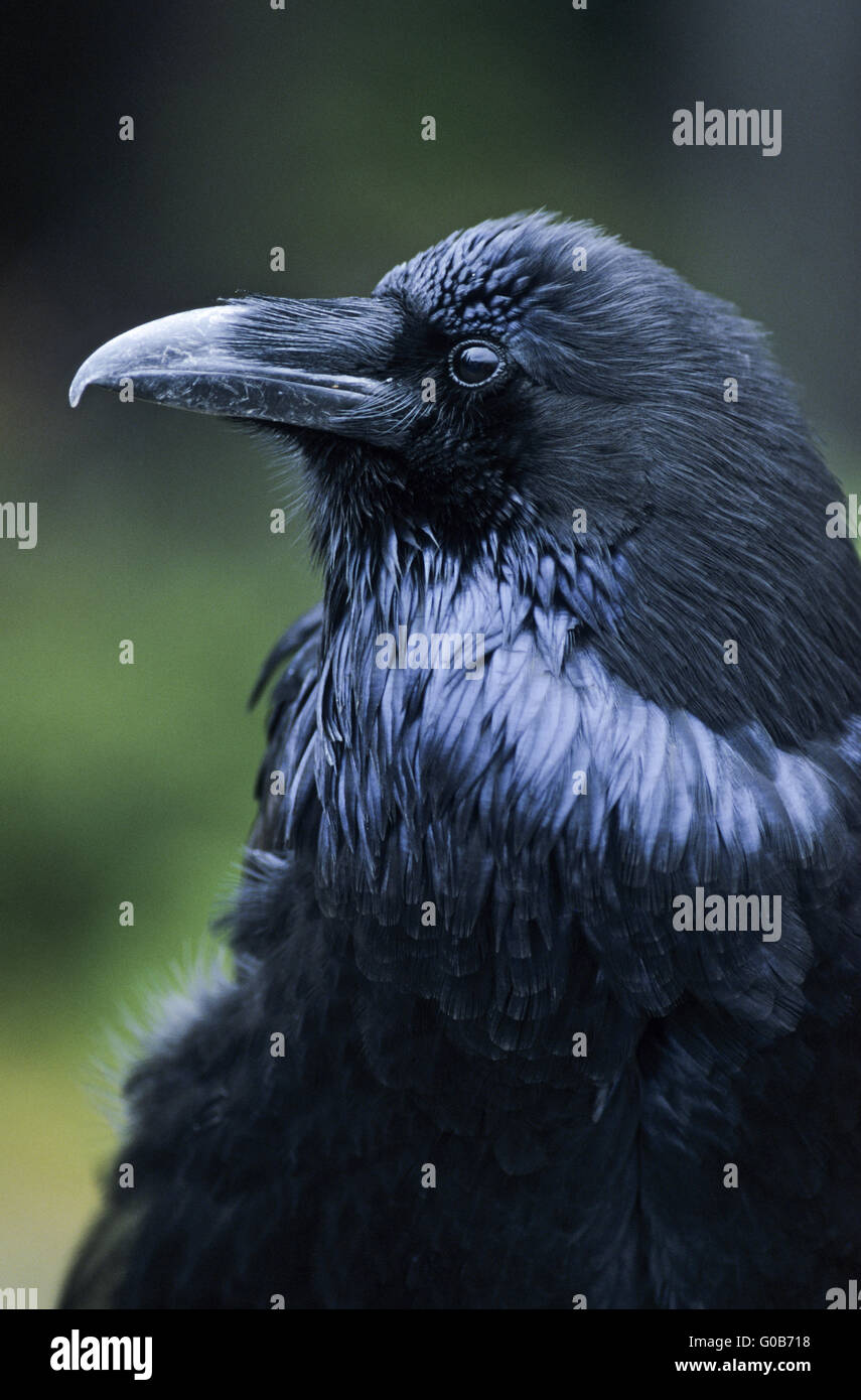 Northern Raven ritratto di un uccello adulto Foto Stock