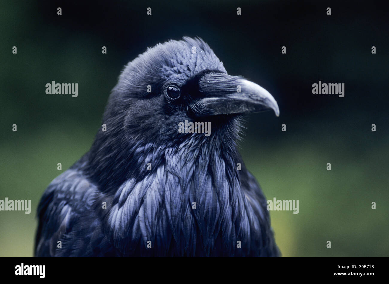 Raven comune ritratto di un uccello adulto Foto Stock