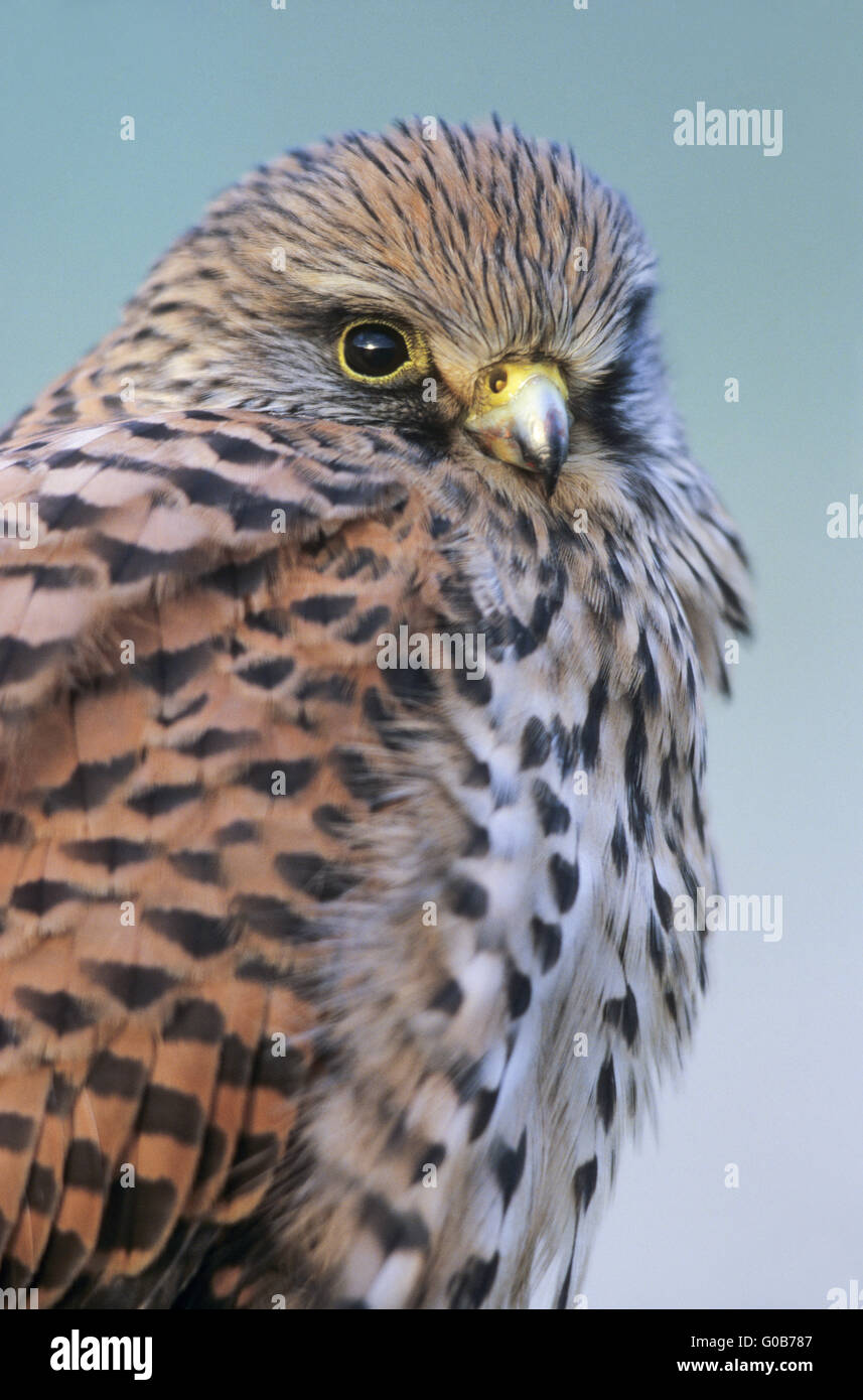 Il Gheppio comune uccello femmina in verticale Foto Stock