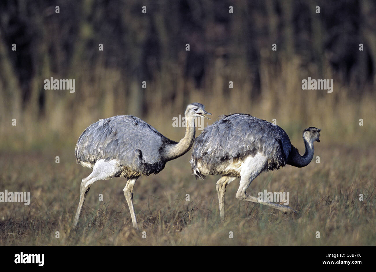 Maggiore Rheas rovistando in un prato della palude Foto Stock