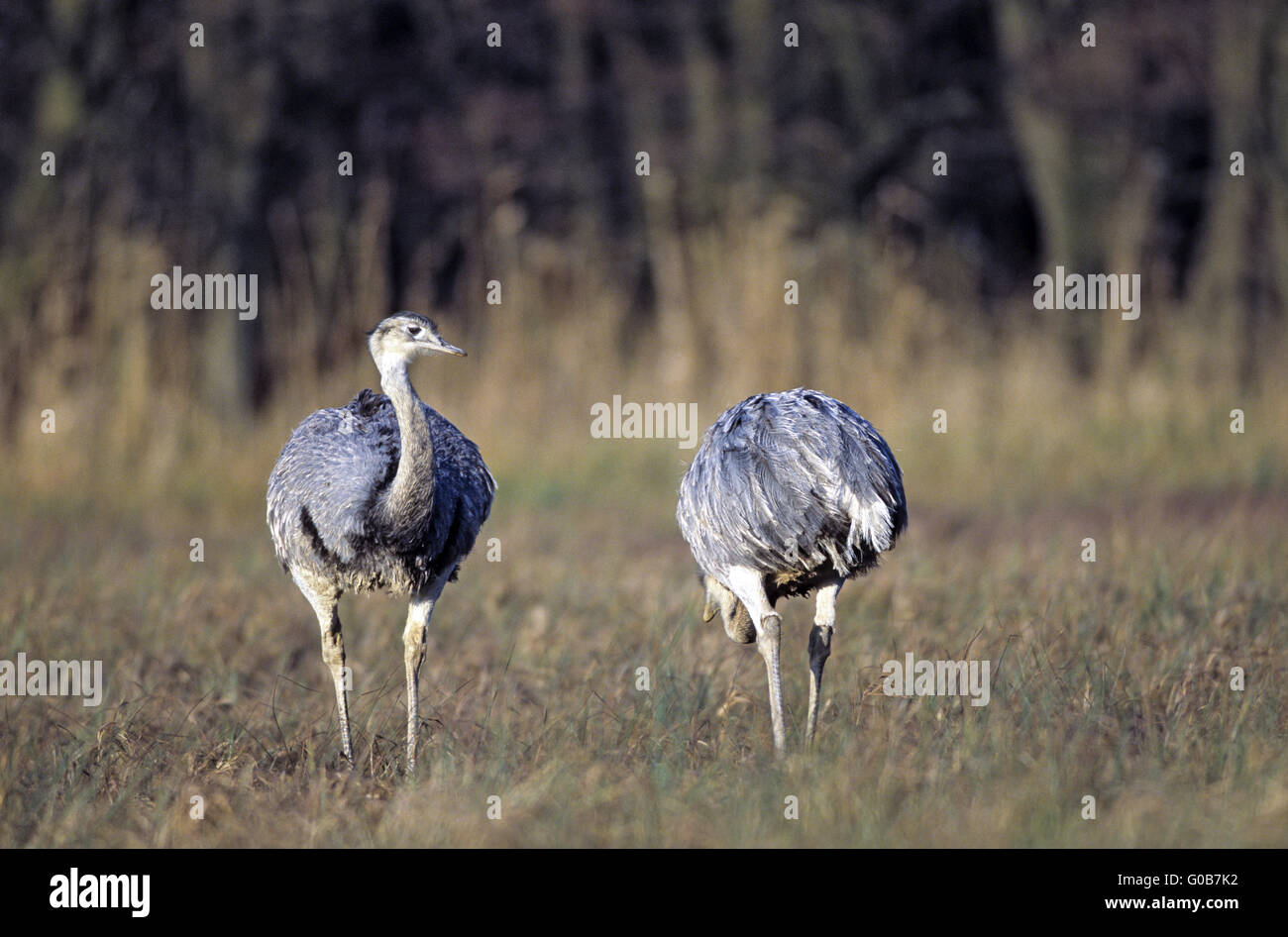 Maggiore Rheas rovistando in un prato della palude Foto Stock