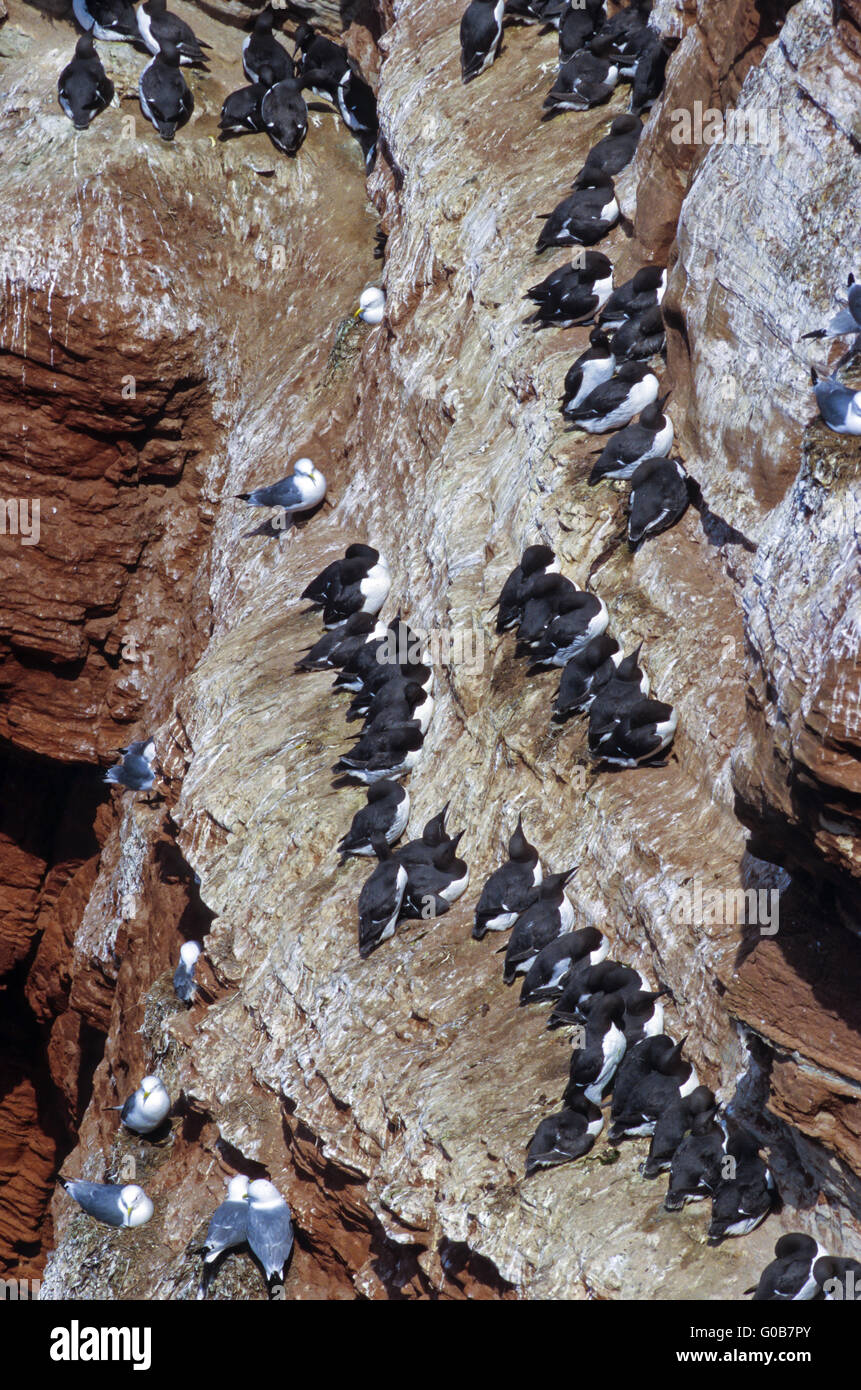 Nero-zampe e Kittiwakes Guillemots comune Foto Stock