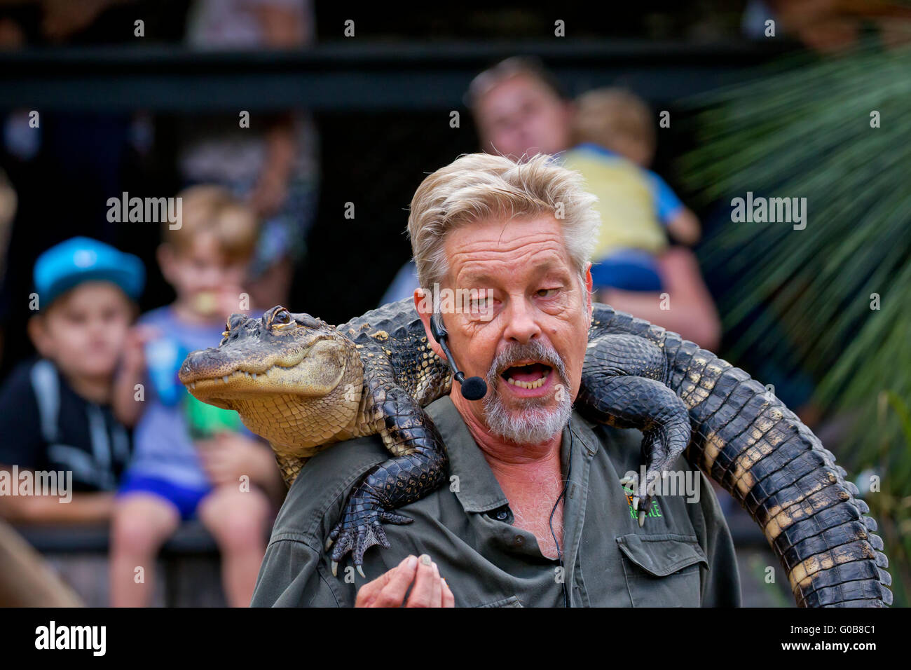 Un educatore dà un parlare di visitatori al Parco Australiano dei Rettili, con un alligatore sul suo Foto Stock