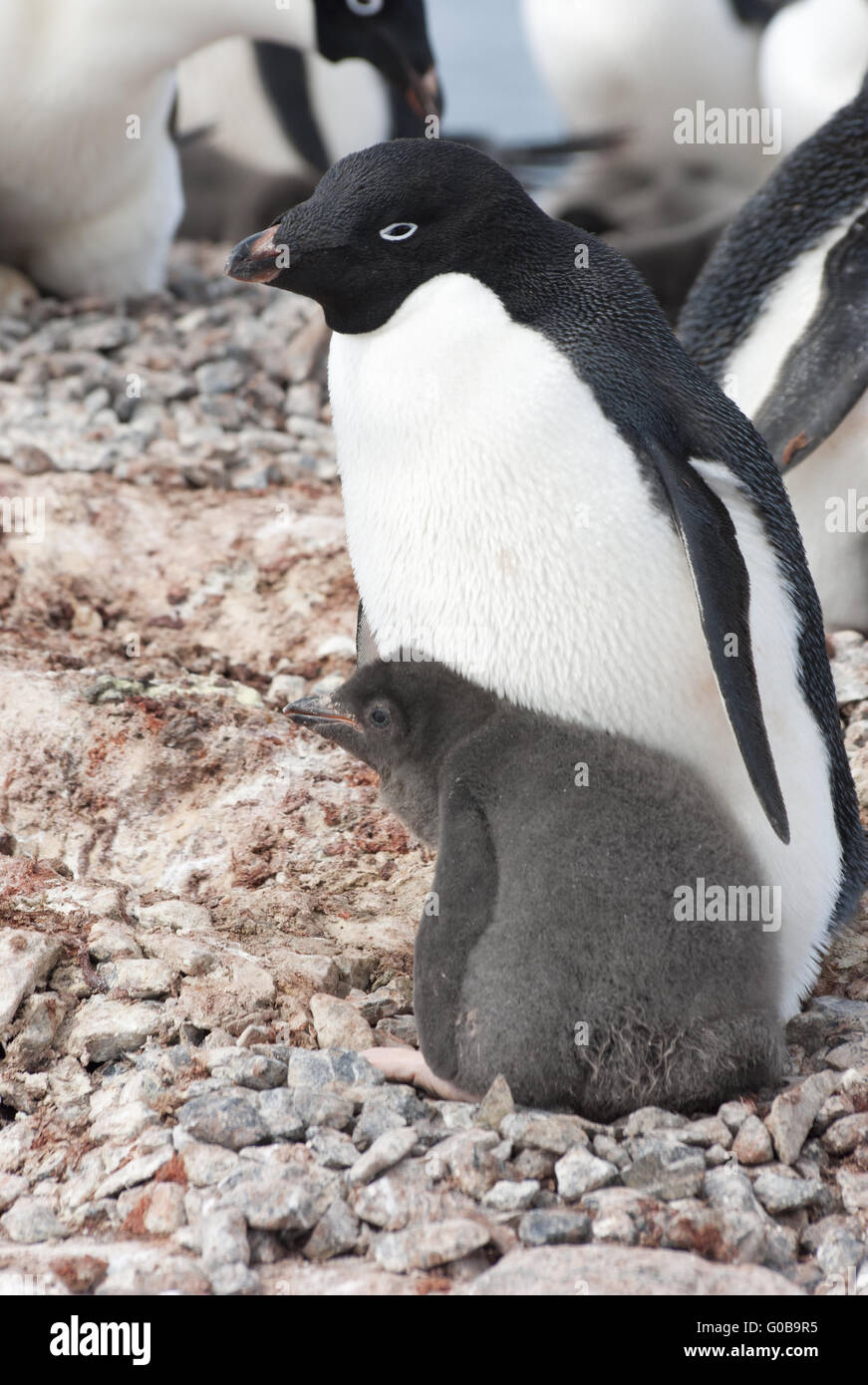 Adulto e chick Adélie penguin Foto Stock