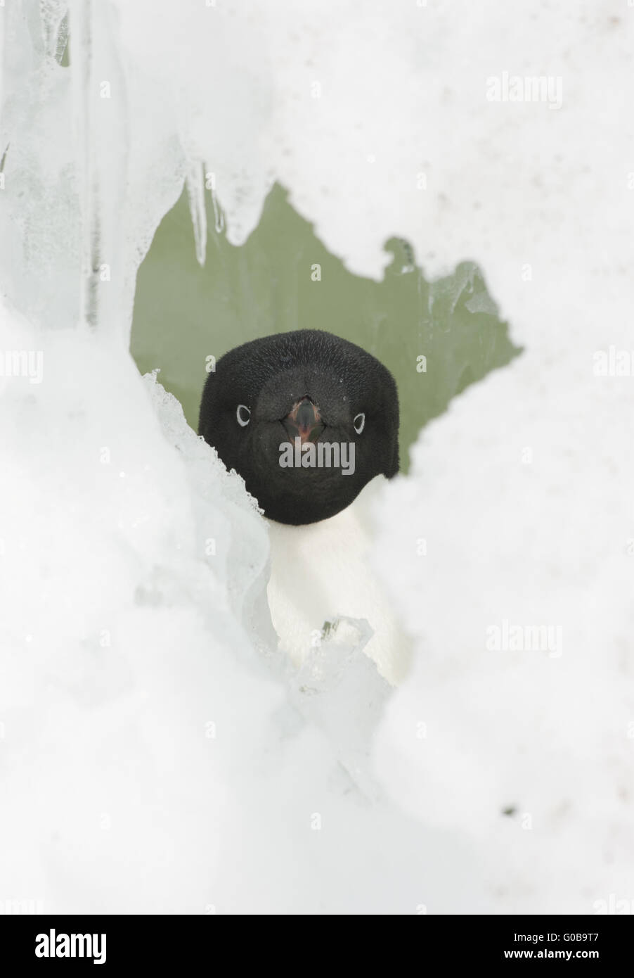 Ritratto di Adelie pinguini nella casella di neve. Foto Stock