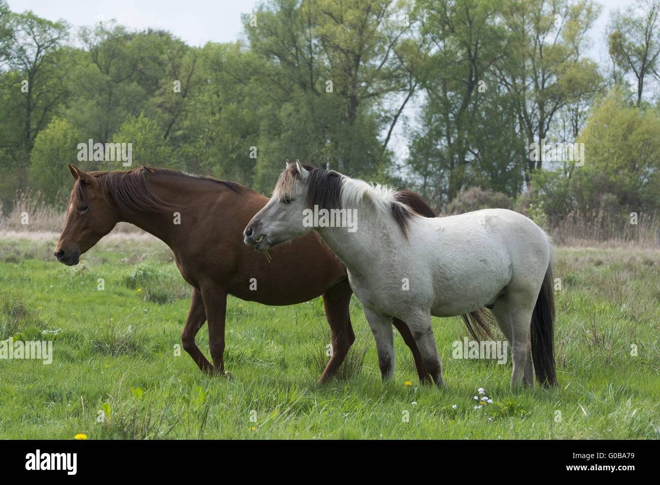 Arabian e Liebenthaler cavallo Foto Stock