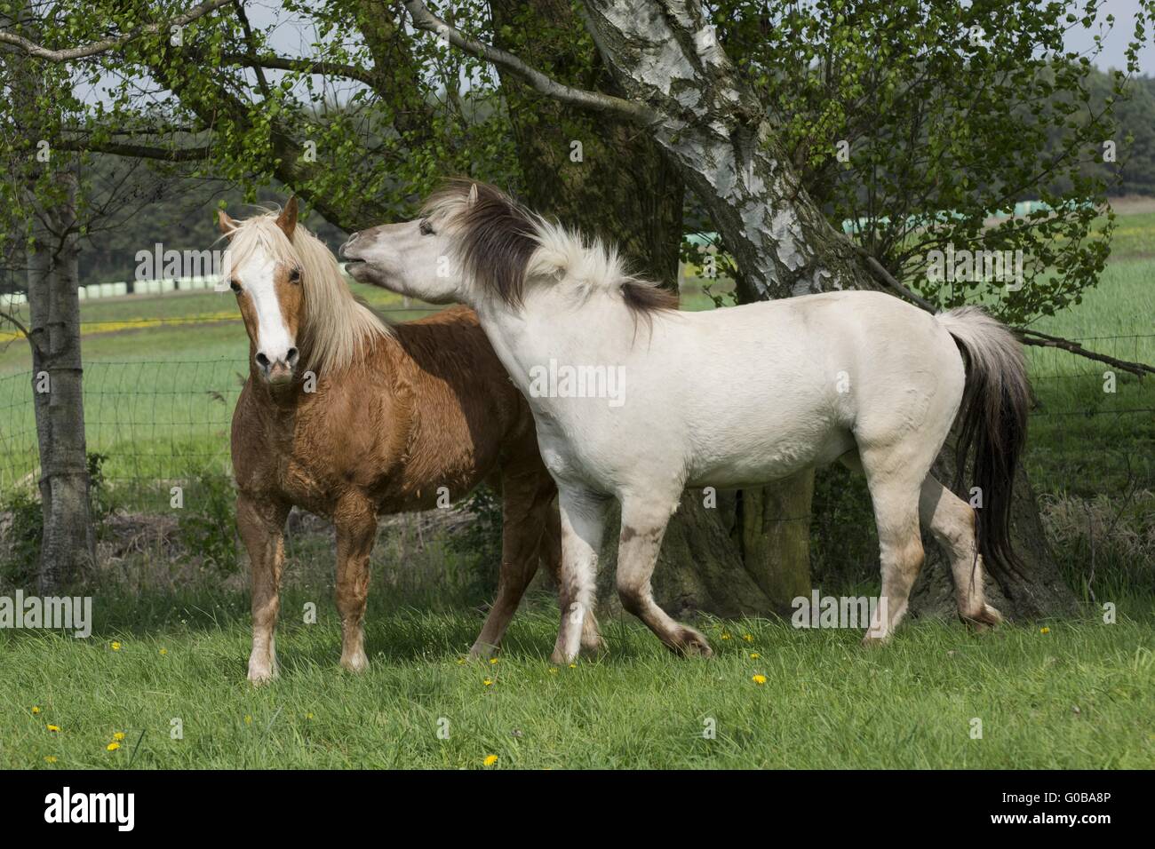 Haflinger e Liebenthaler cavallo Foto Stock