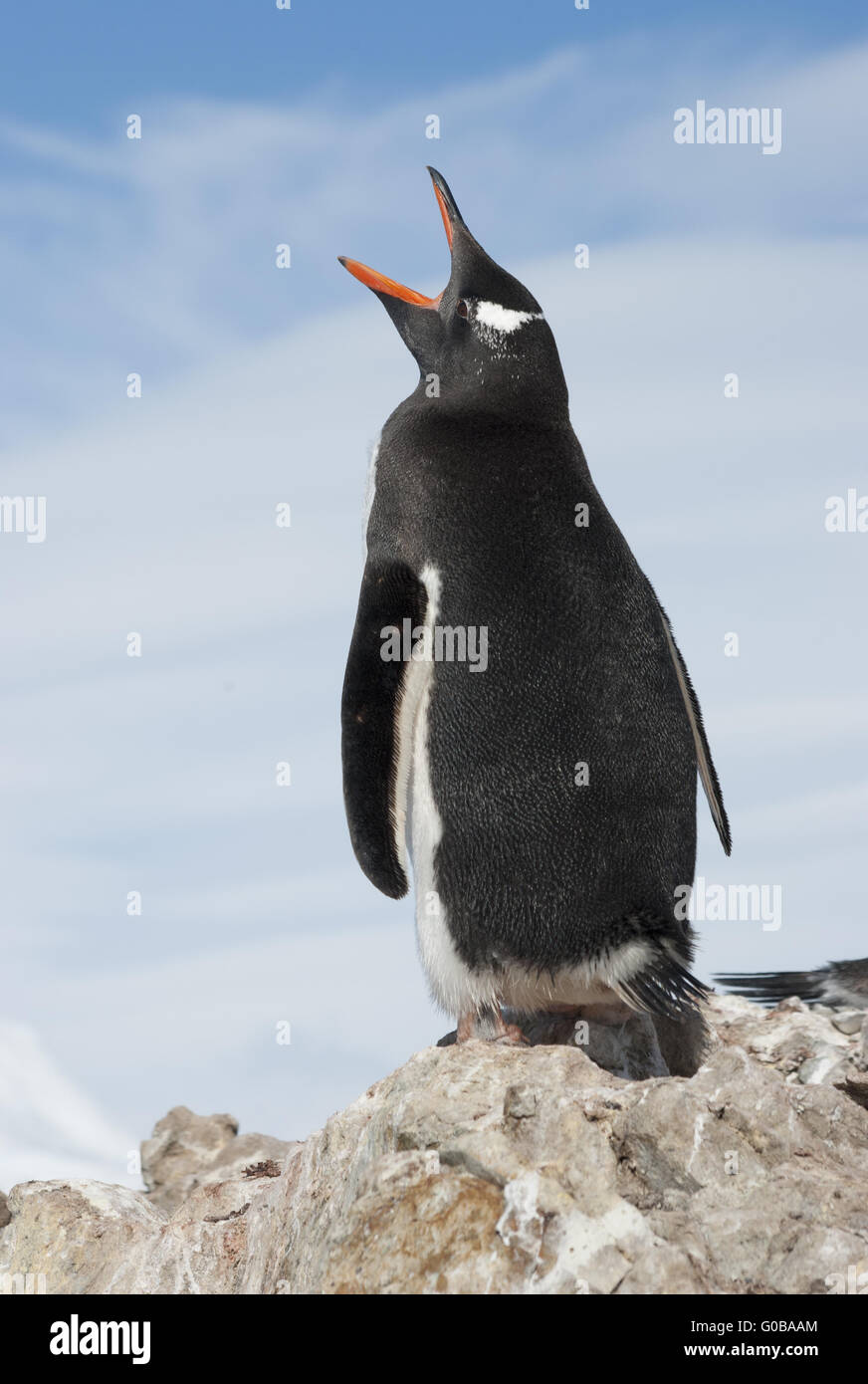 Pinguino Gentoo sbadigli. Foto Stock