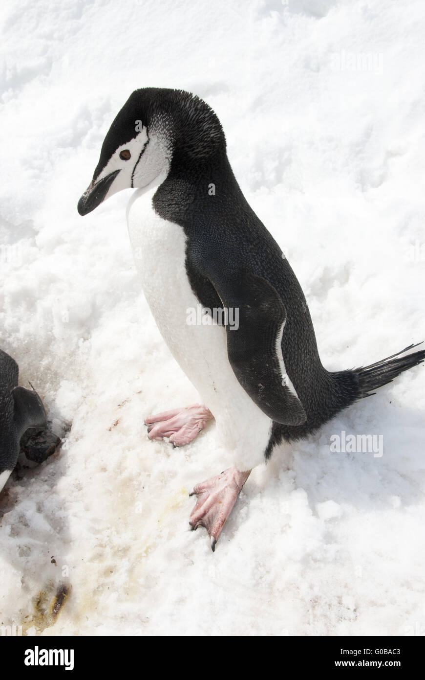 Pinguino antartico nella neve. Foto Stock