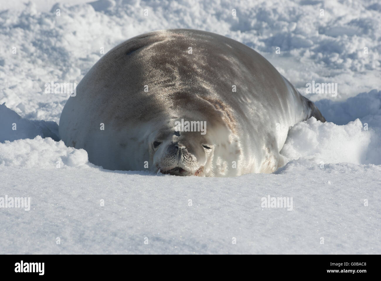 Le guarnizioni Crabeater giacente nella neve. Foto Stock