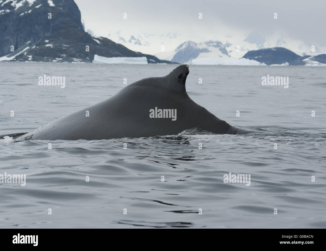 Un Humpback Whale nell'Oceano del Sud-2. Foto Stock