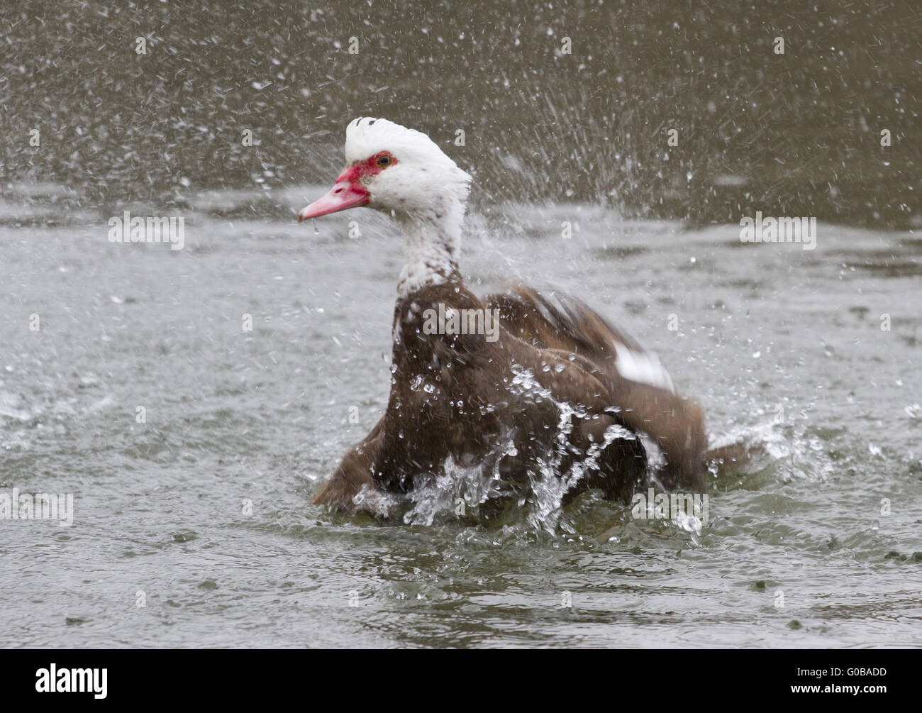 Anatra muta (Carina moschata)-1. Foto Stock