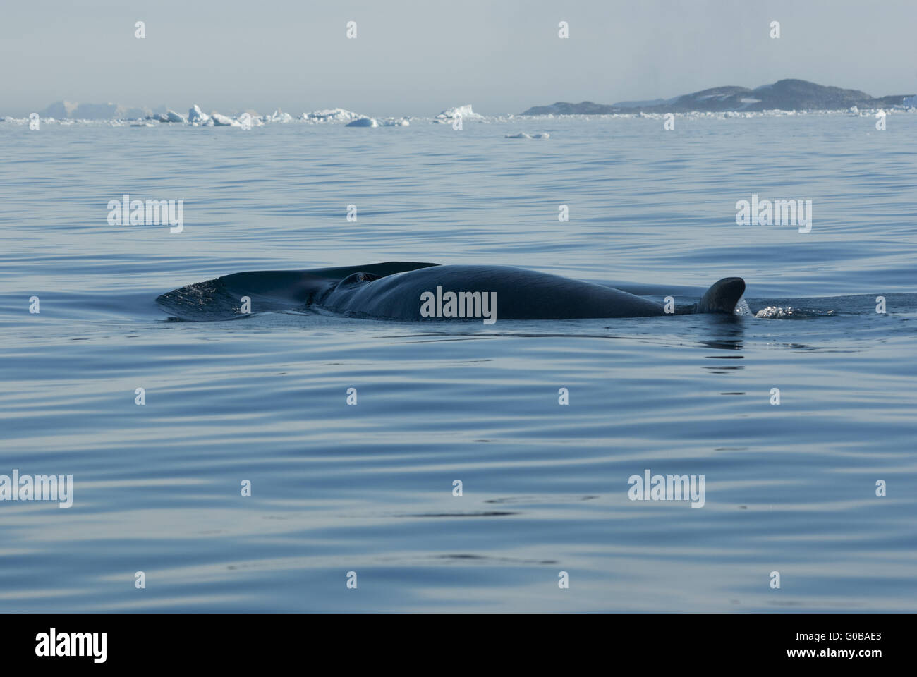 La balena minke nell'Oceano del Sud-2. Foto Stock