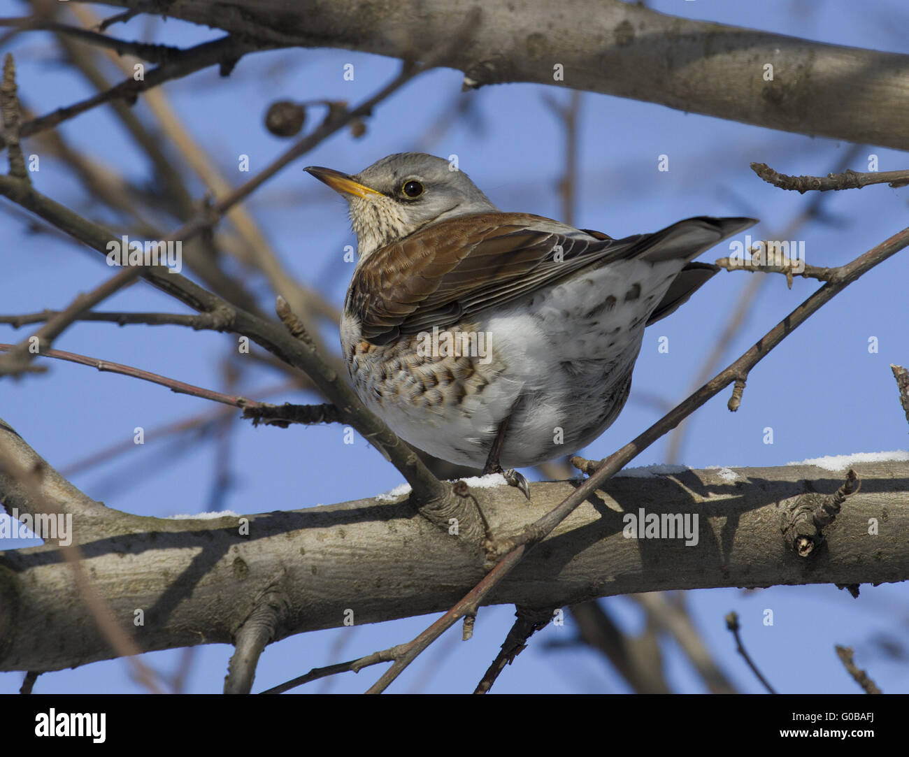 Allodole Cesene Beccacce tordi seduto su un ramo di albero-2. Foto Stock