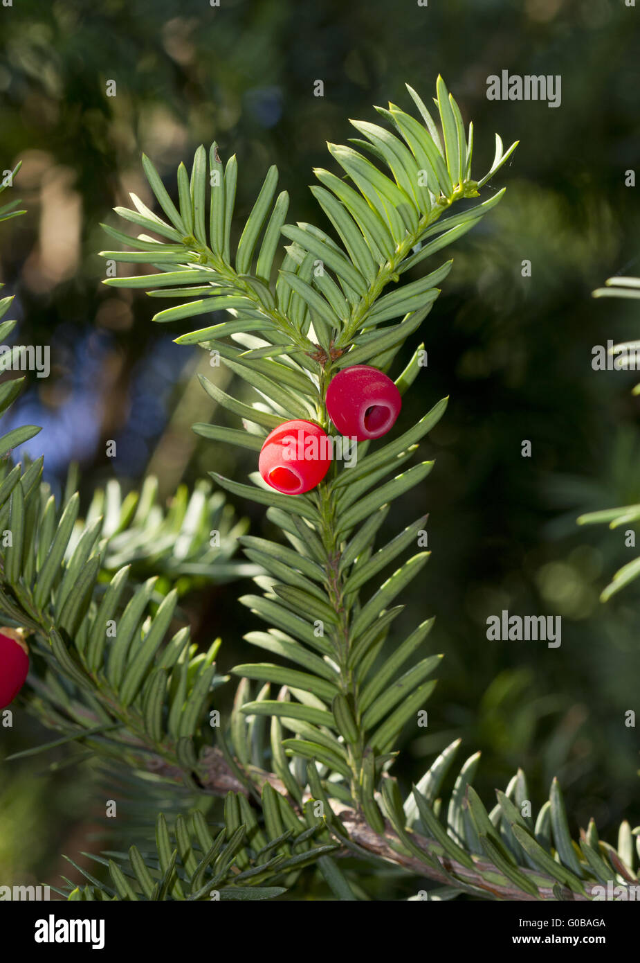 Rametto di yew (Taxus baccata) con bacche rosse. Foto Stock