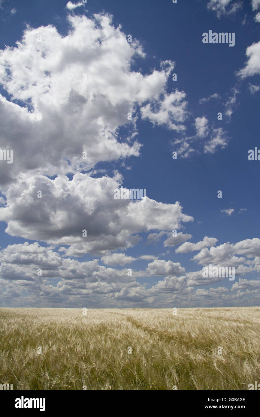 Campo di grano durante la giornata soleggiata con cielo blu Foto Stock