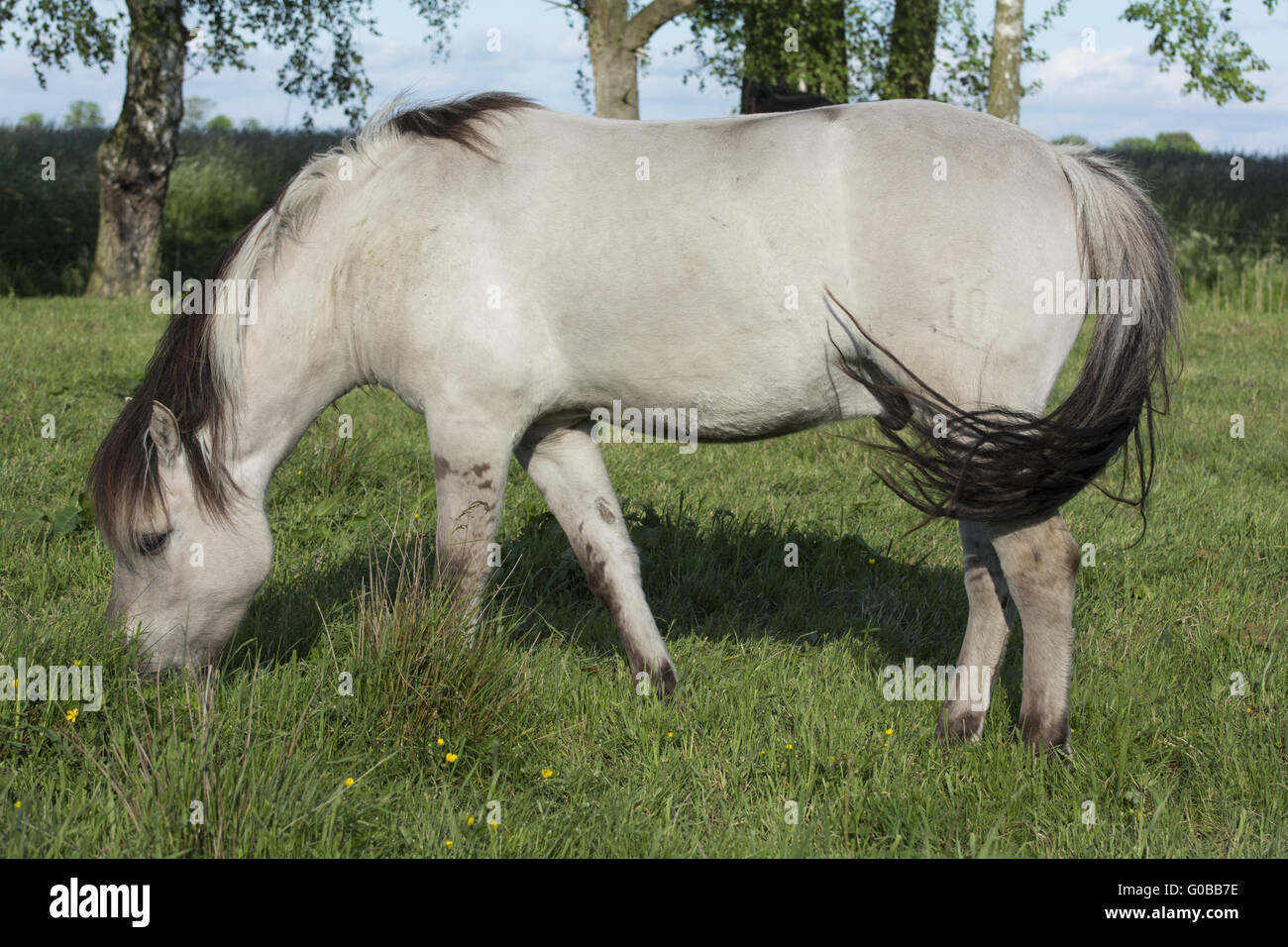 Cavallo Liebenthaler Foto Stock
